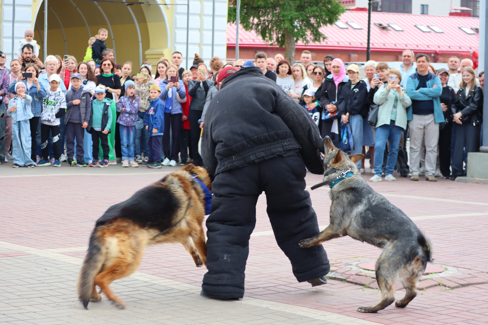 Dog training in Omsk - OTSSS - Training, Dog, Dog lovers, Puppies, Omsk, Longpost