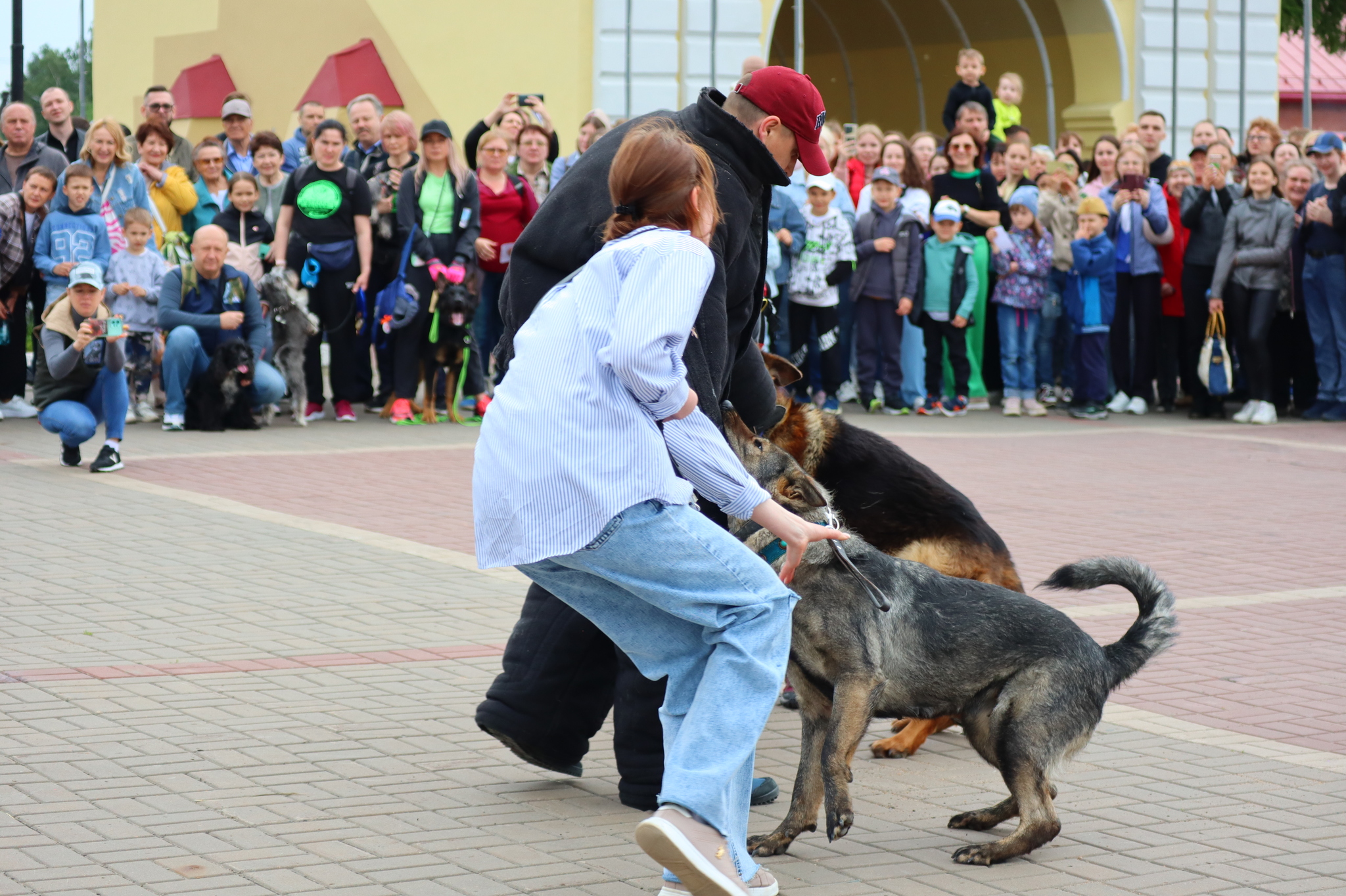 Dog training in Omsk - OTSSS - Training, Dog, Dog lovers, Puppies, Omsk, Longpost