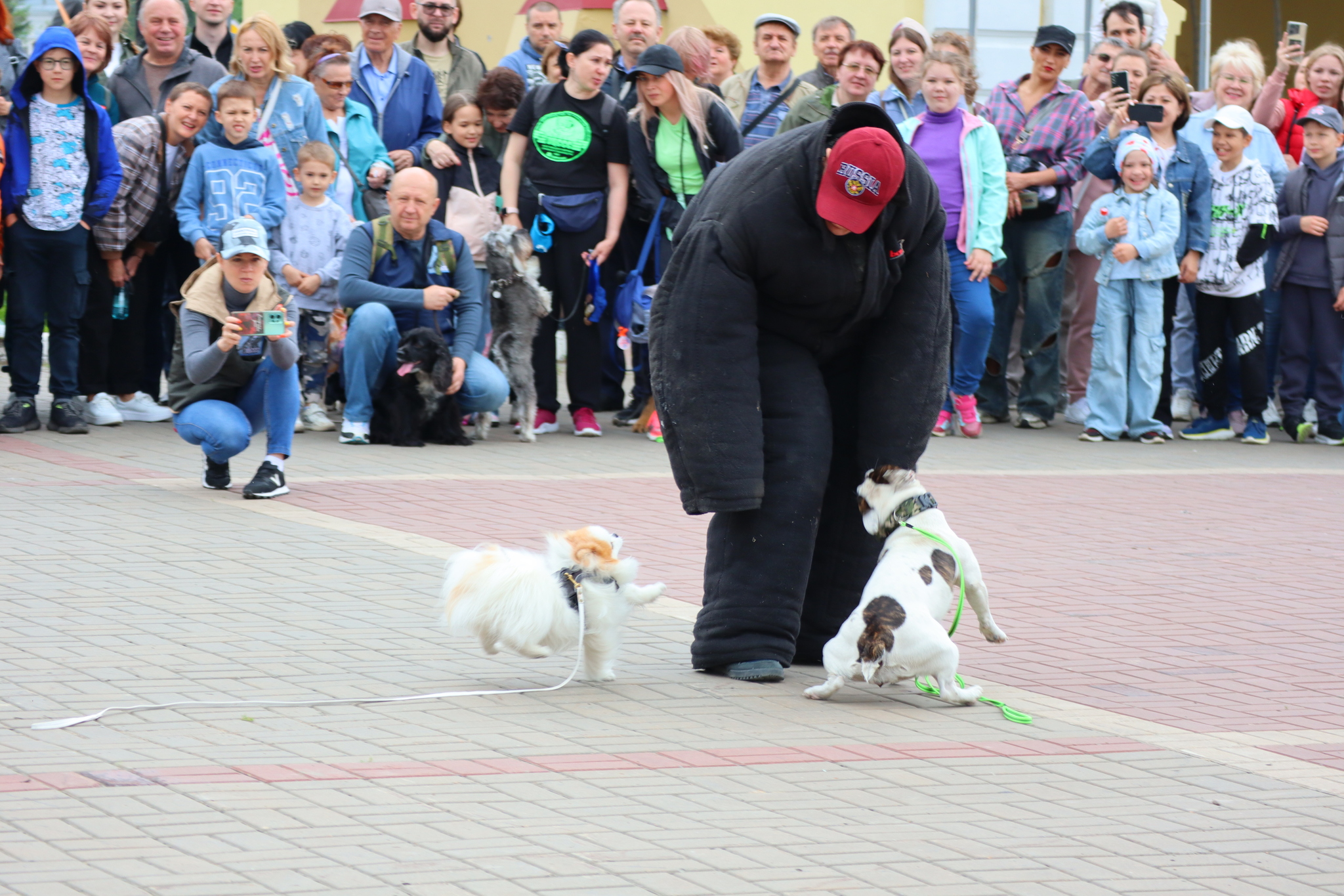 Dog training in Omsk - OTSSS - Training, Dog, Dog lovers, Puppies, Omsk, Longpost