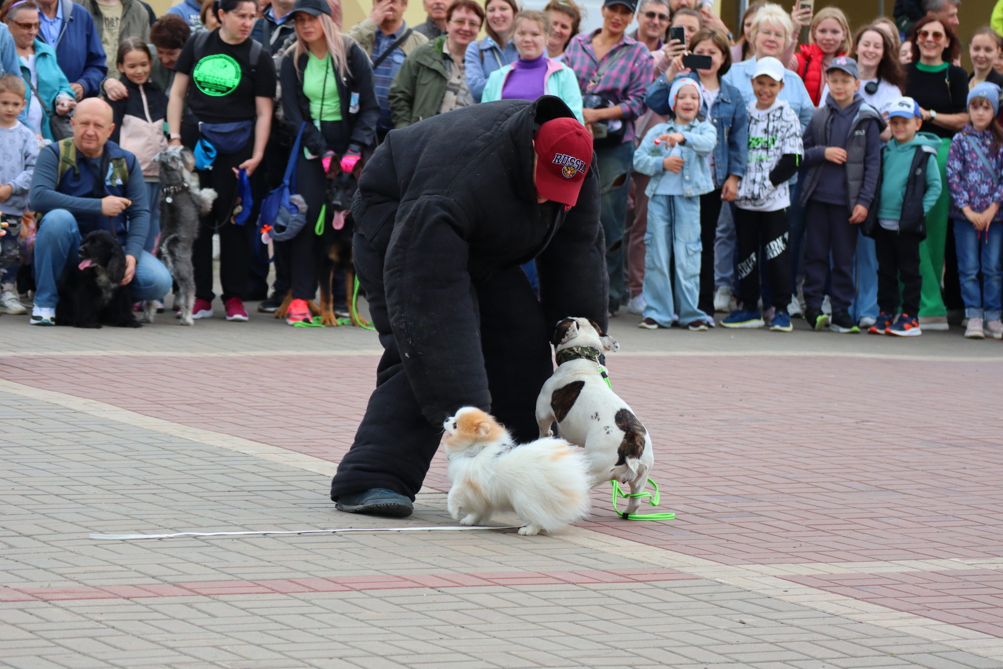 Dog training in Omsk - OTSSS - Training, Dog, Dog lovers, Puppies, Omsk, Longpost