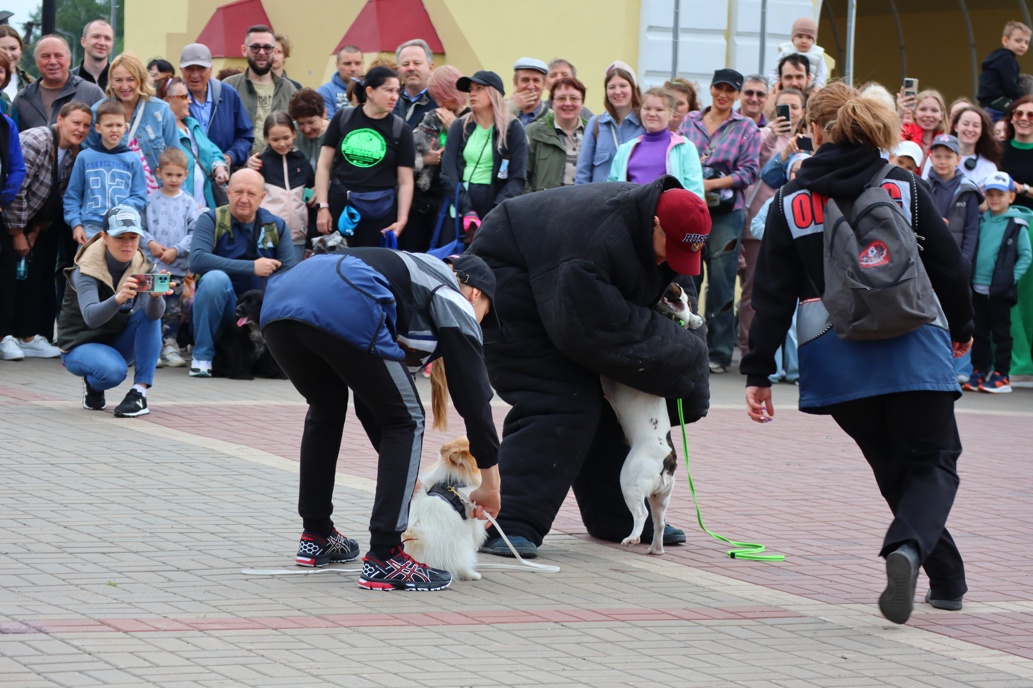 Dog training in Omsk - OTSSS - Training, Dog, Dog lovers, Puppies, Omsk, Longpost