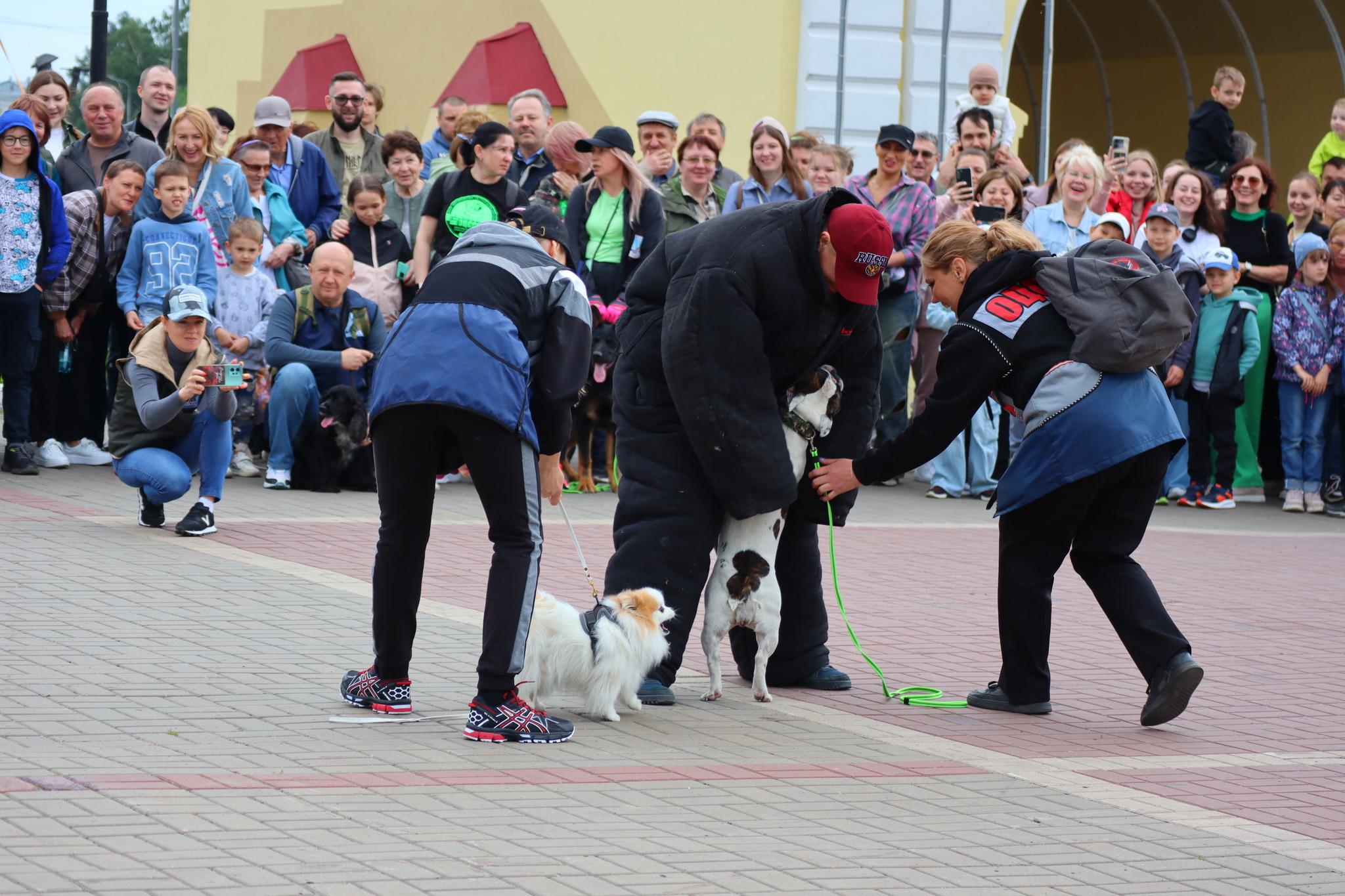 Dog training in Omsk - OTSSS - Training, Dog, Dog lovers, Puppies, Omsk, Longpost