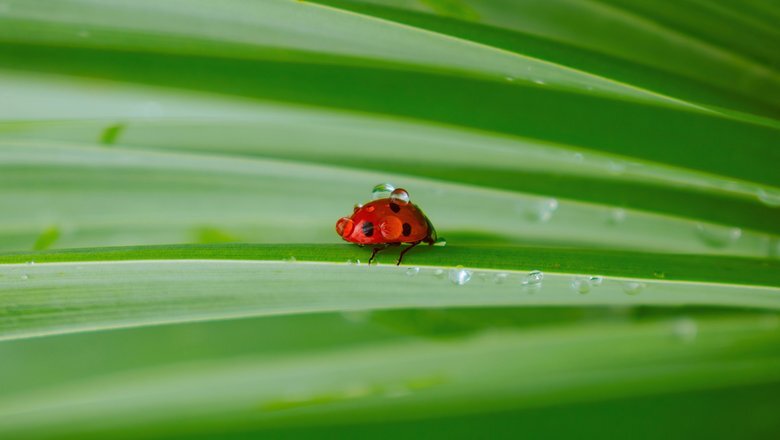 Ladybug - Informative, Insects, ladybug, Diversity, Name, Want to know everything, Biology, Zoology, Facts, Benefit, Longpost