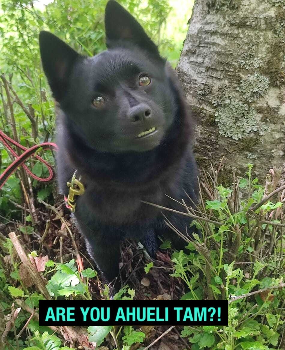 Reply to the post Dratuti - My, Karachay-Cherkessia, Caucasus, Arkhyz, Schipperke, Dog, Veterinary, Overexposure, Memes, Reply to post