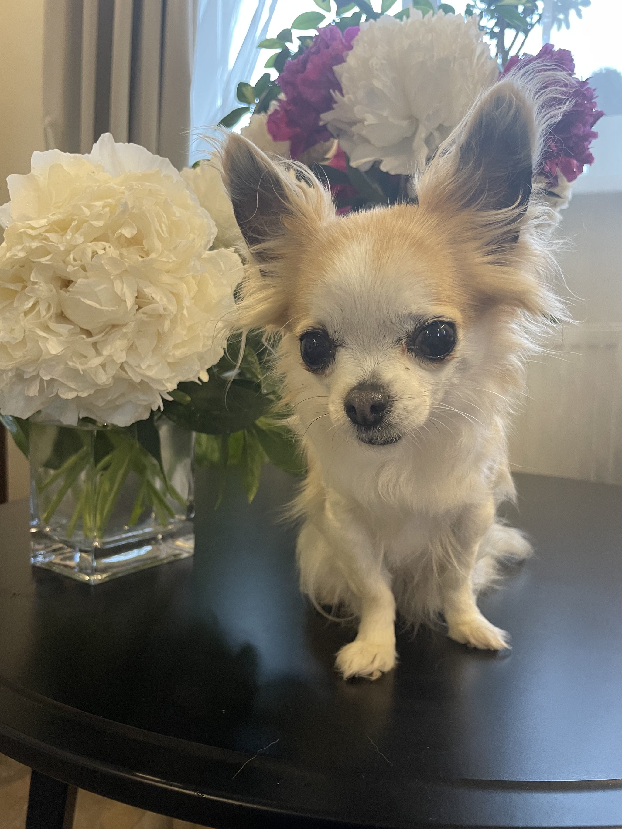 A dog the size of a peony - My, Dog, Milota, Pets, Flowers, The photo