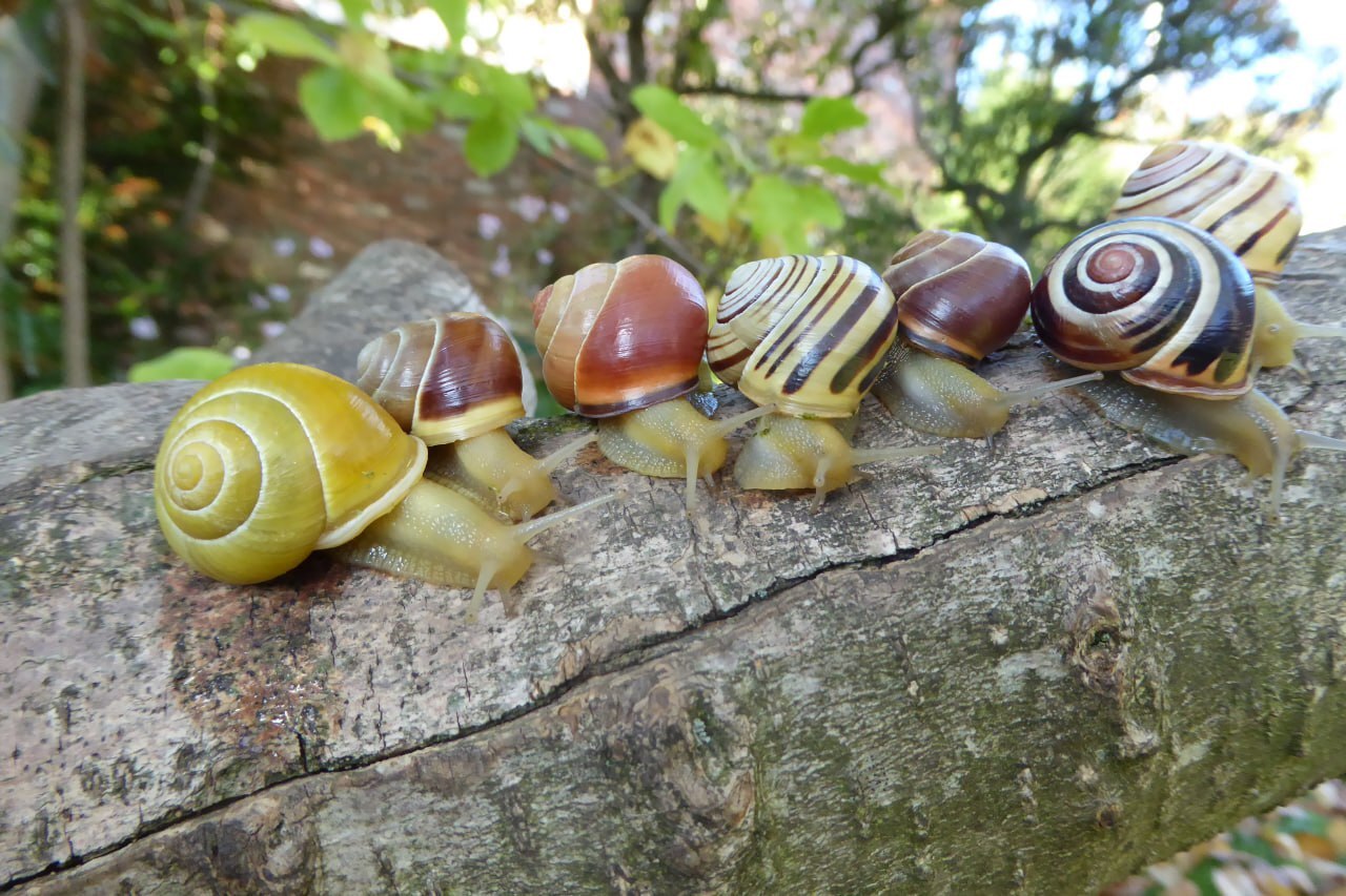 Educational program on snails - My, Snail, Grape snail, Rain, Video, Vertical video, Longpost