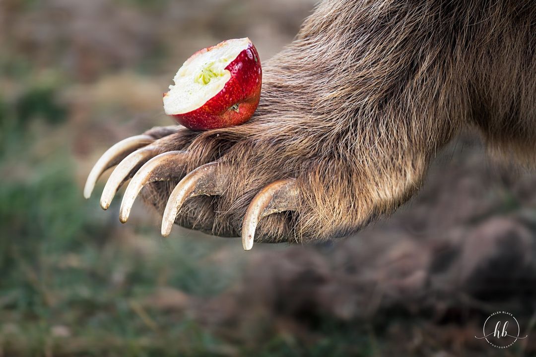 Syrian brown bear paw - The Bears, Predatory animals, Wild animals, Zoo, Apples, Paws, The photo, Brown bears