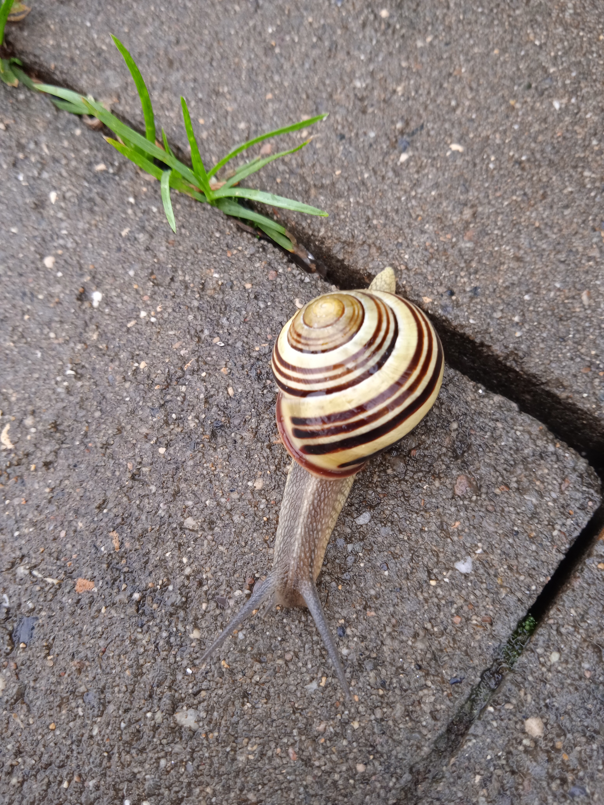 Educational program on snails - My, Snail, Grape snail, Rain, Video, Vertical video, Longpost