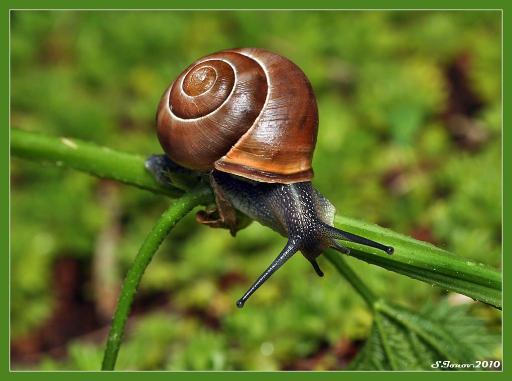 Educational program on snails - My, Snail, Grape snail, Rain, Video, Vertical video, Longpost