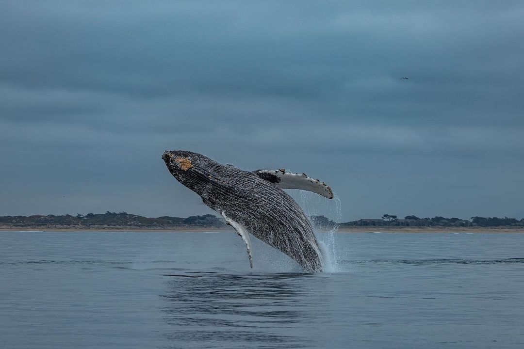 Humpback whales - Whale, Humpback whale, Wild animals, wildlife, Marine life, North America, The photo, Pacific Ocean, Longpost