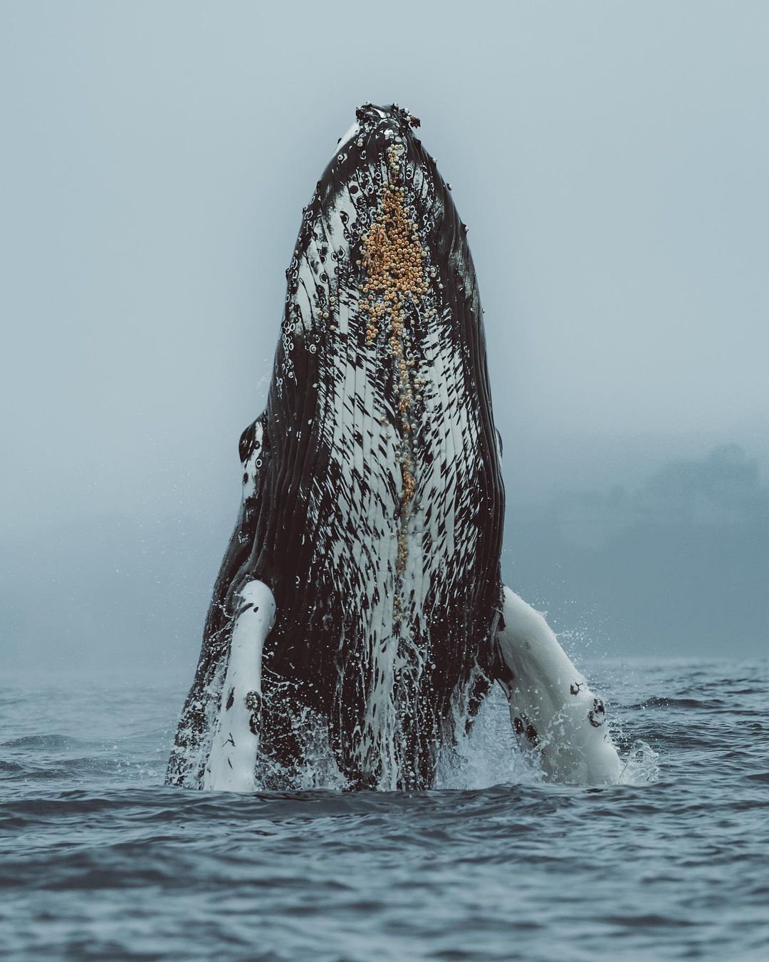 Humpback whales - Whale, Humpback whale, Wild animals, wildlife, Marine life, North America, The photo, Pacific Ocean, Longpost