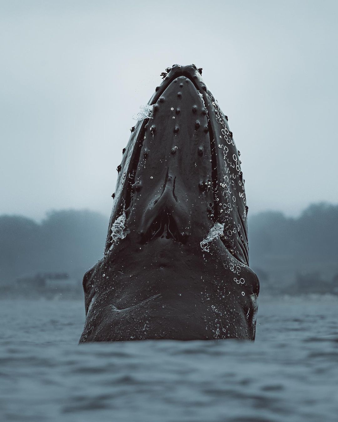 Humpback whales - Whale, Humpback whale, Wild animals, wildlife, Marine life, North America, The photo, Pacific Ocean, Longpost