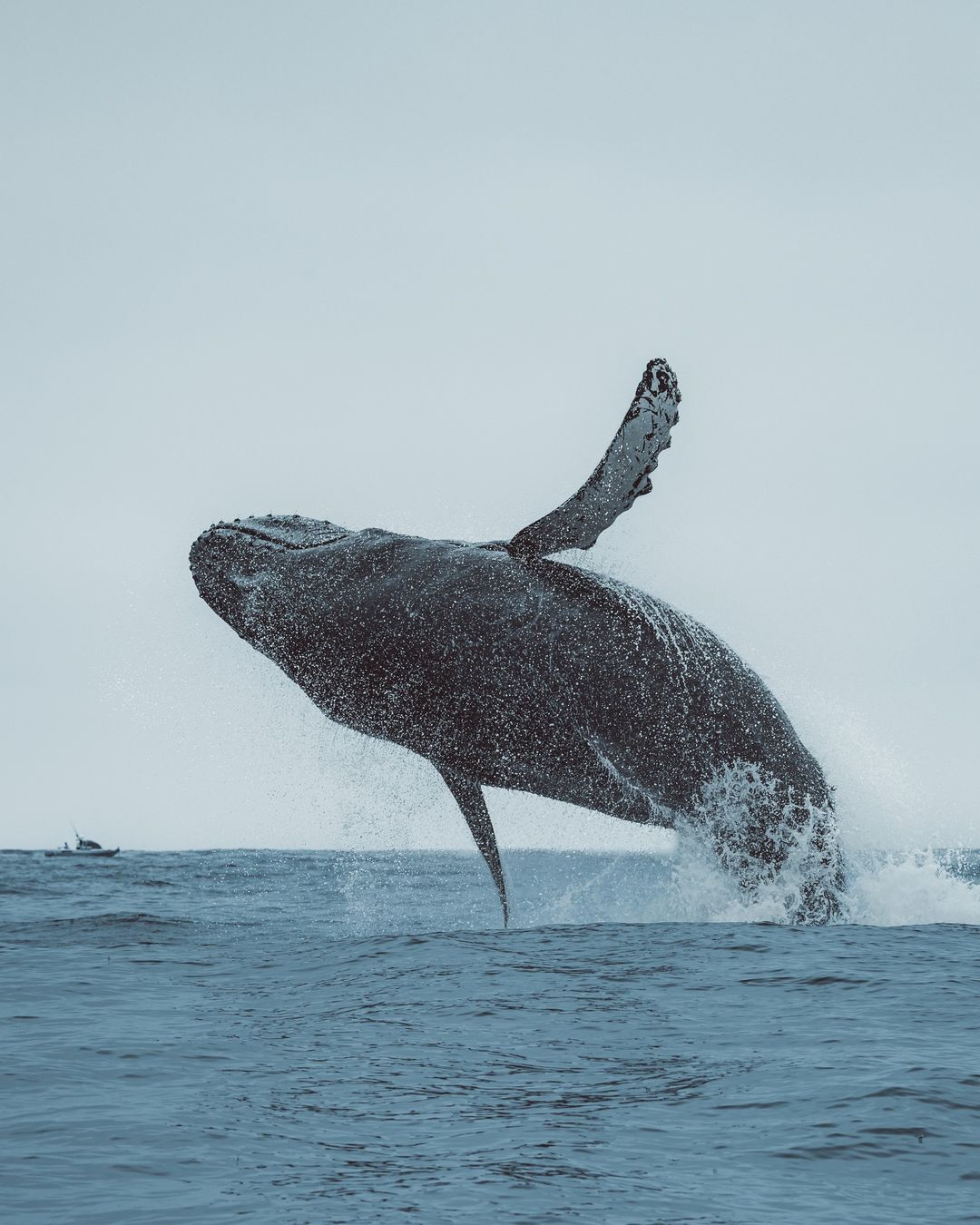 Humpback whales - Whale, Humpback whale, Wild animals, wildlife, Marine life, North America, The photo, Pacific Ocean, Longpost