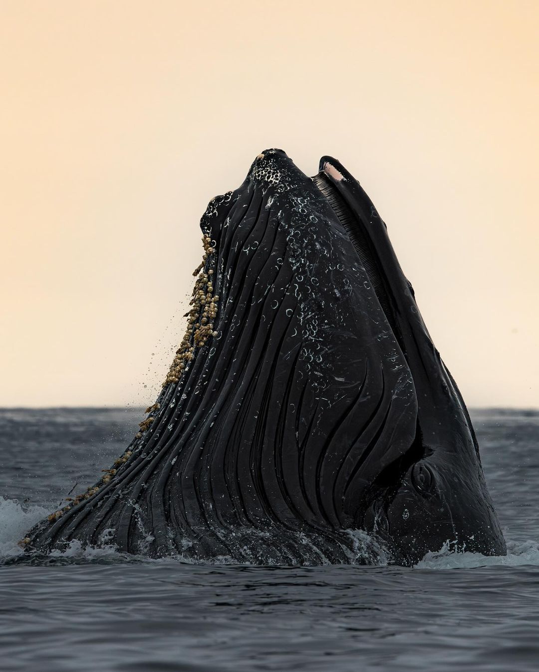 Humpback whales - Whale, Humpback whale, Wild animals, wildlife, Marine life, North America, The photo, Pacific Ocean, Longpost