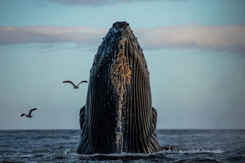 Humpback whales - Whale, Humpback whale, Wild animals, wildlife, Marine life, North America, The photo, Pacific Ocean, Longpost