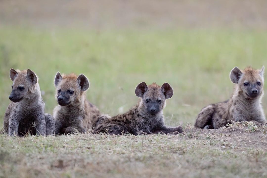 Cubs - Young, Hyena, Spotted Hyena, Predatory animals, Wild animals, wildlife, Reserves and sanctuaries, Africa, The photo
