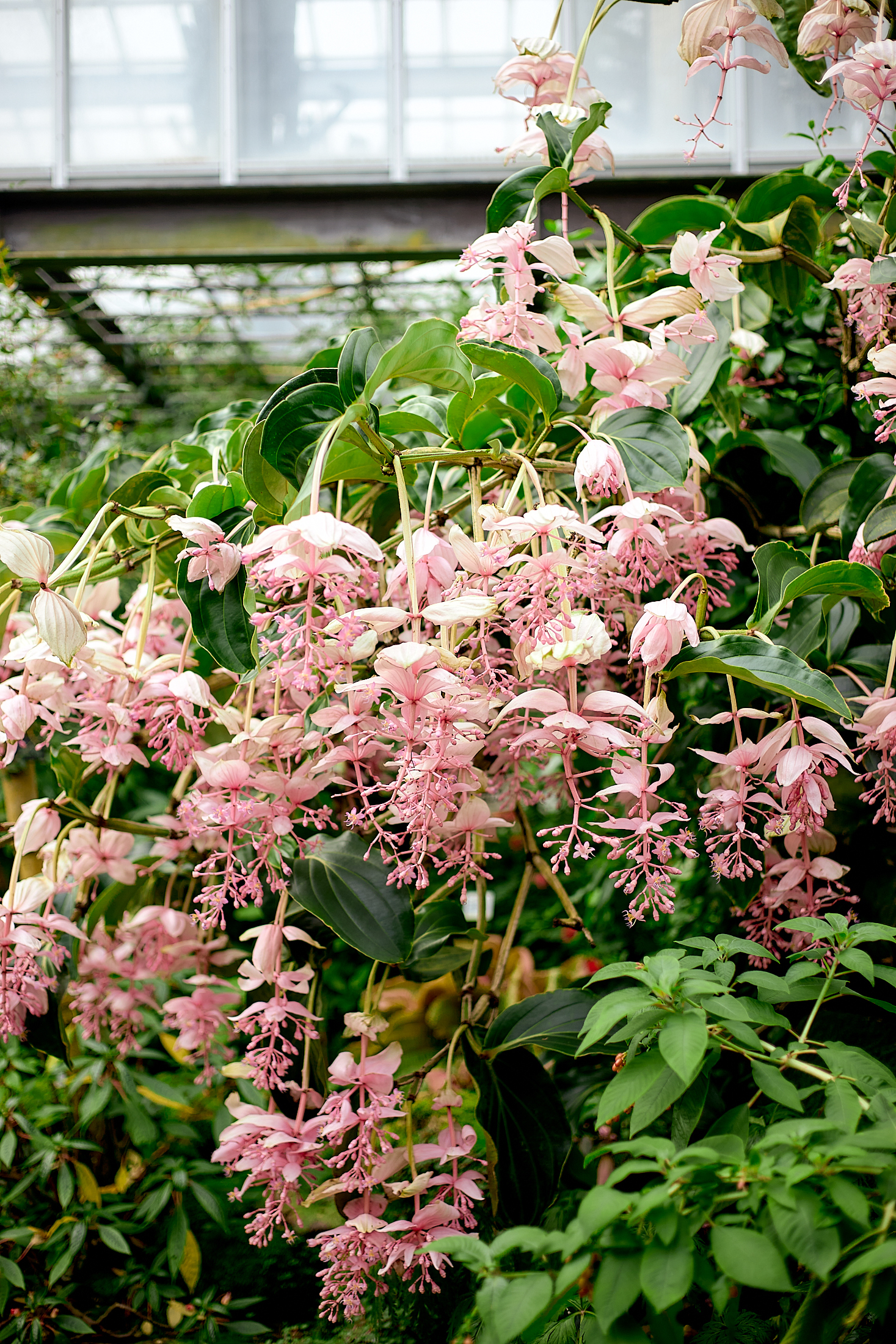Greenhouse at Kyoto Botanical Garden - My, Travels, The photo, Asia, Japan, Flora, Longpost
