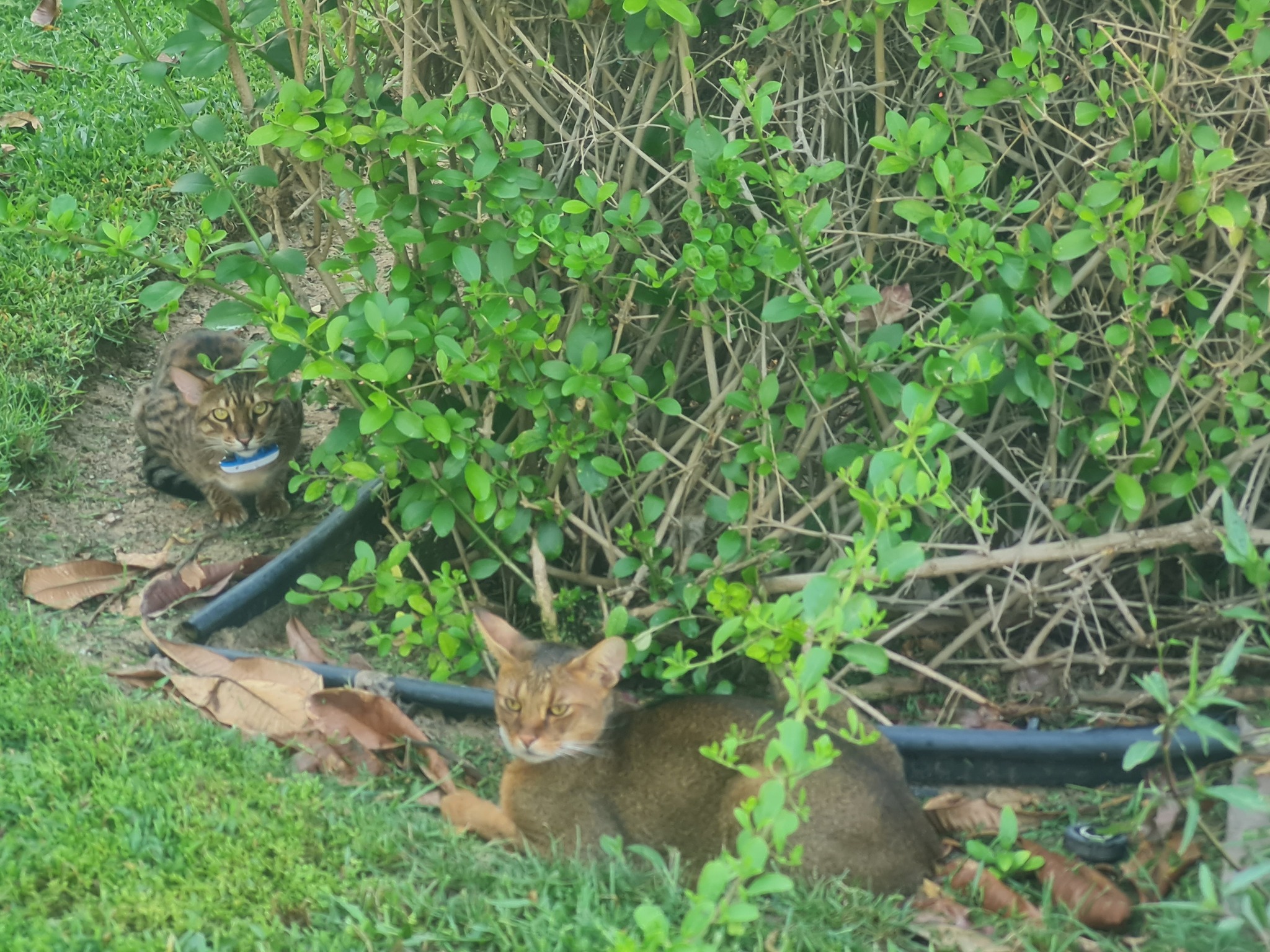 Walking with cats at temperatures above 40 degrees - My, Chauzi, cat, Dubai, Small cats, Savannah, Pet the cat, Longpost