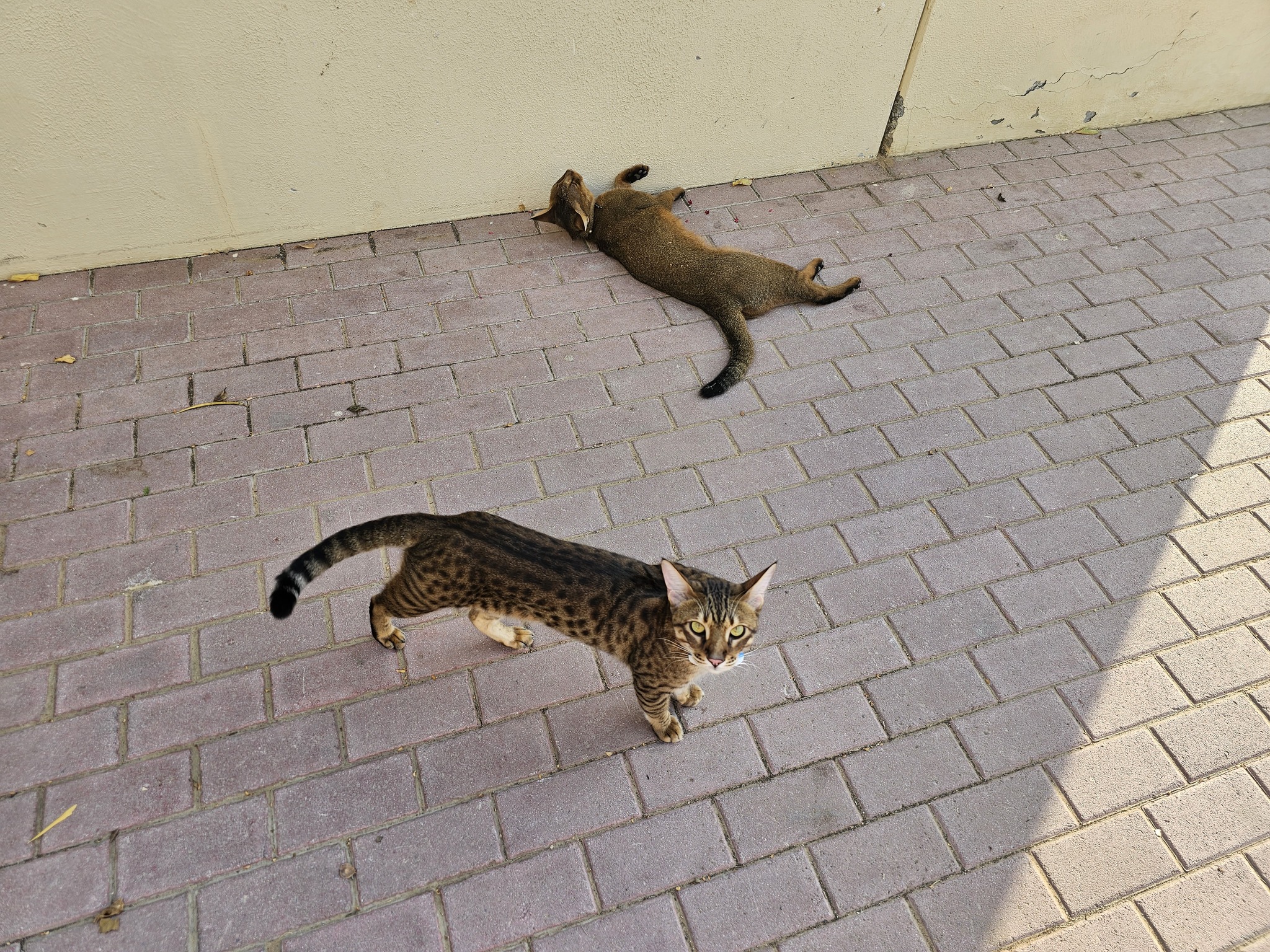 Walking with cats at temperatures above 40 degrees - My, Chauzi, cat, Dubai, Small cats, Savannah, Pet the cat, Longpost