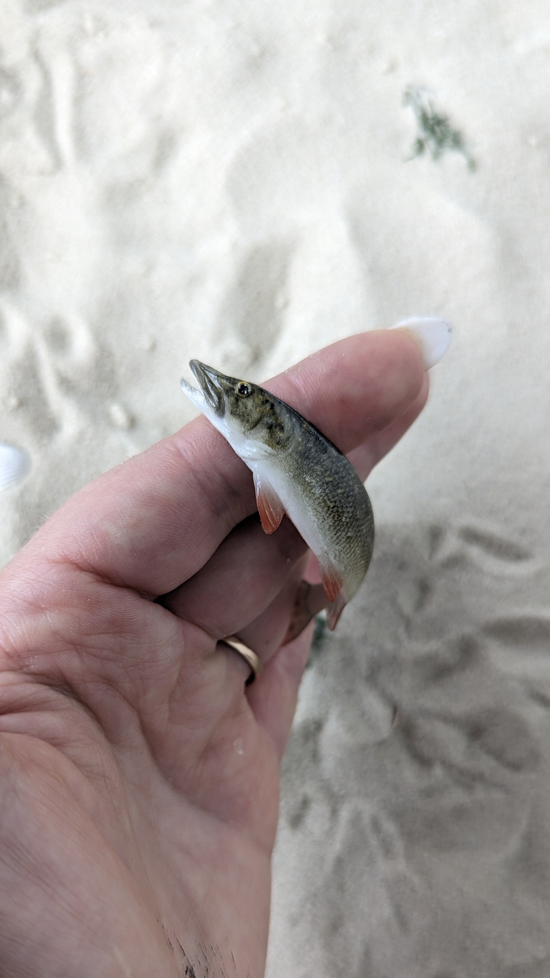 Fish - My, With your own hands, A fish, Polymer clay, Creation, Needlework without process, Video, Vertical video, Longpost