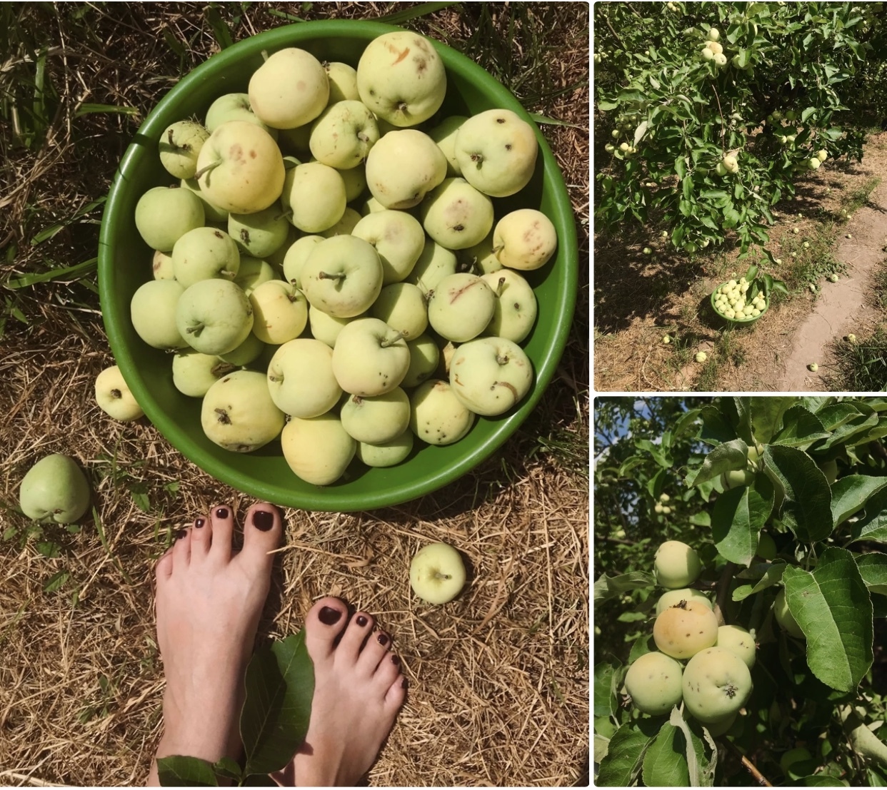 White filling - My, Meditation, Wisdom, Self-development, Esoterics, Philosophy, Zen, Reality, Enlightenment, Advaita, Liberty, Spirituality, Mindfulness, Cognition, Consciousness, Person, Garden, Village, Rural life, Calmness, Apples