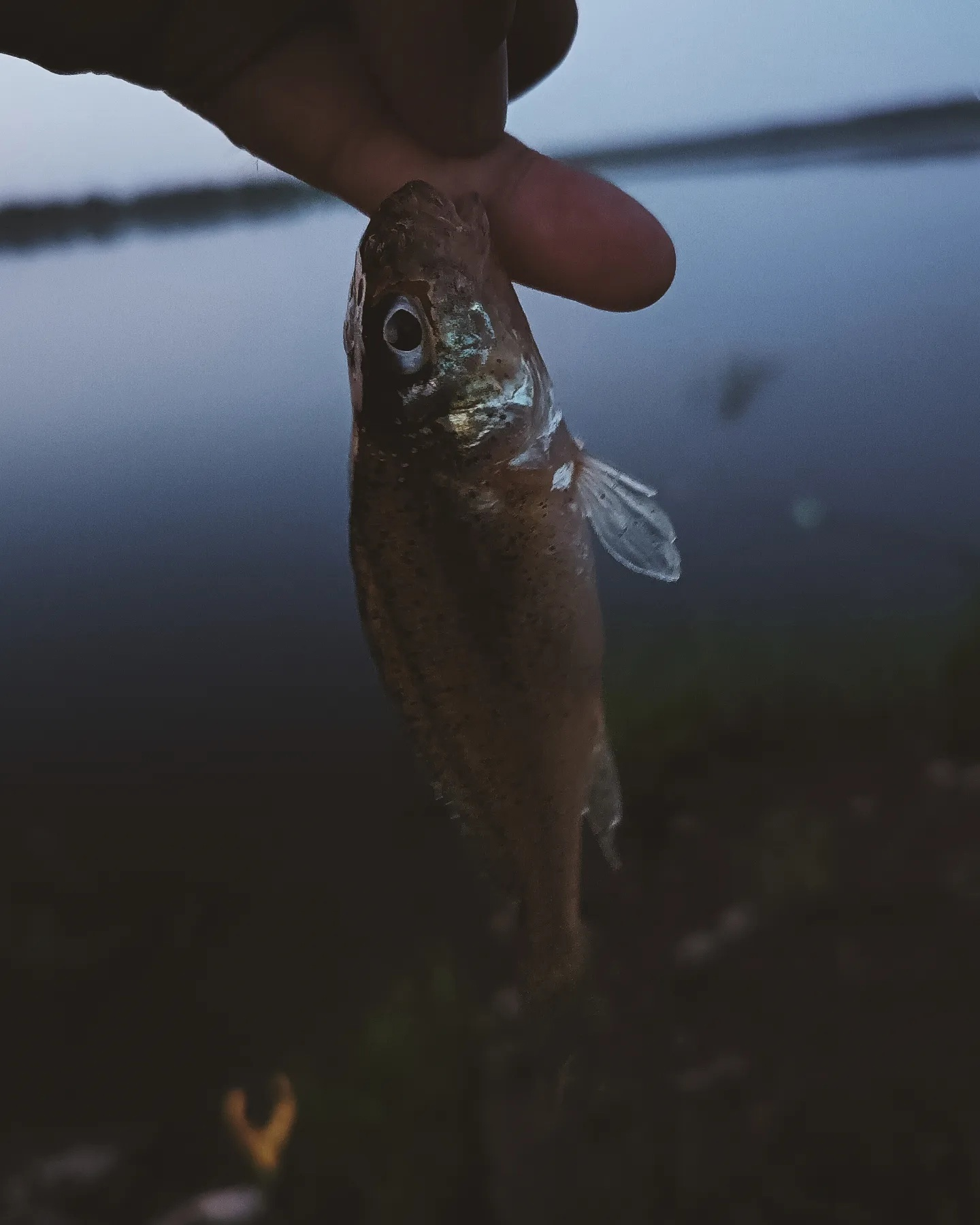 I'm catching fish while I'm catching fish - My, Fishing, Camping, Good mood, Bashkortostan, Whiteriverufa, A fish, Belaya River, Spinning, Feeder, Longpost