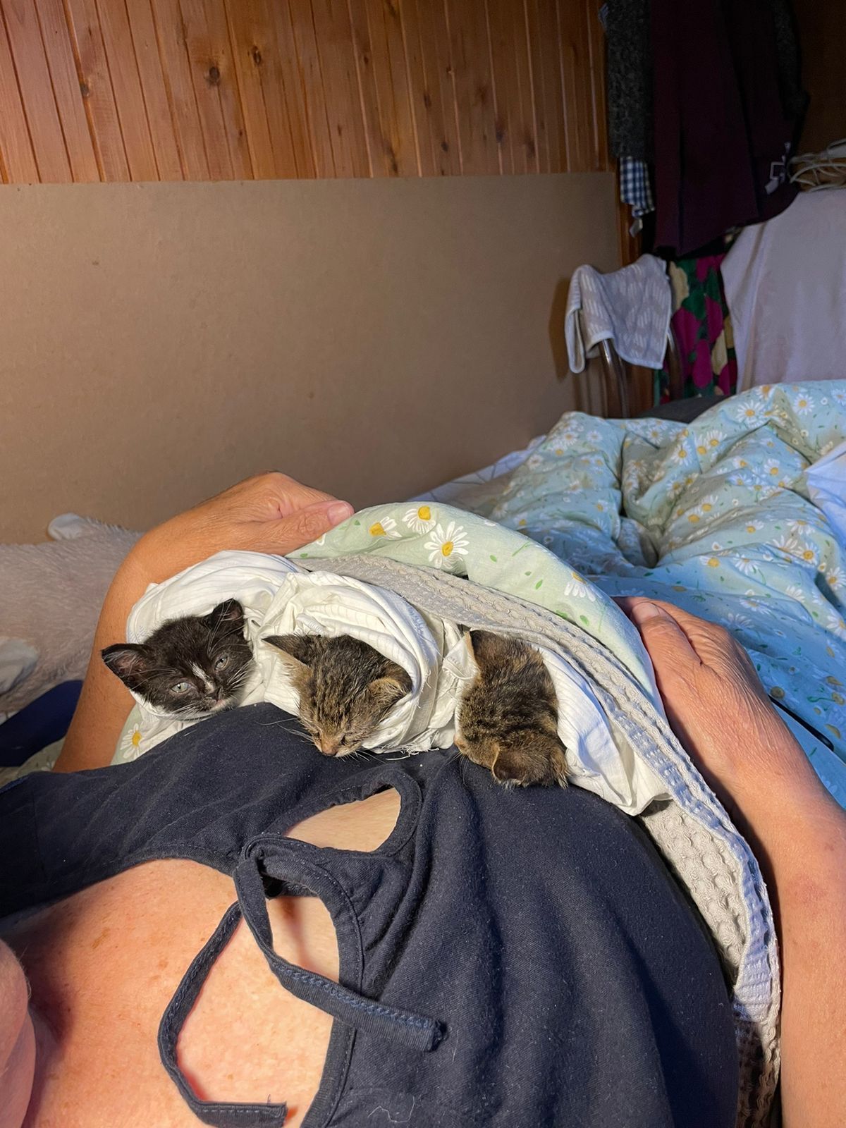 Three tiny kittens were found in a bag in a field yesterday. I really need help - Moscow region, No rating, cat, Helping animals, Kittens, Animal Rescue, The strength of the Peekaboo, Homeless animals, Overexposure, In good hands, Video, Longpost