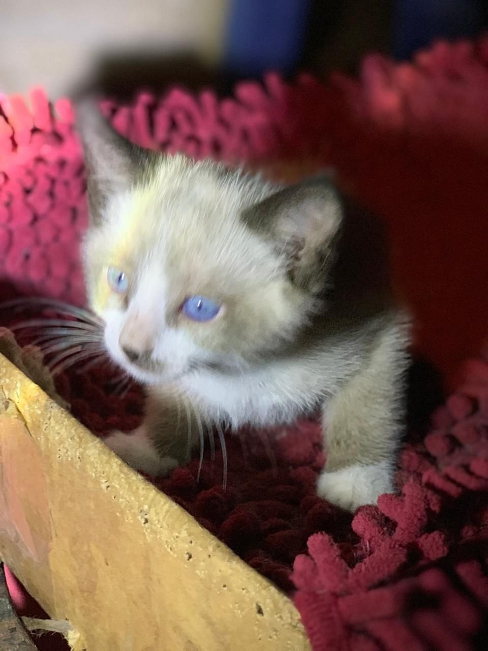 We help. Kitten in the basement. We are urgently looking for a SUPPORT or a home right away - In good hands, Homeless animals, Kittens, Helping animals, No rating, cat, Longpost, VKontakte (link)