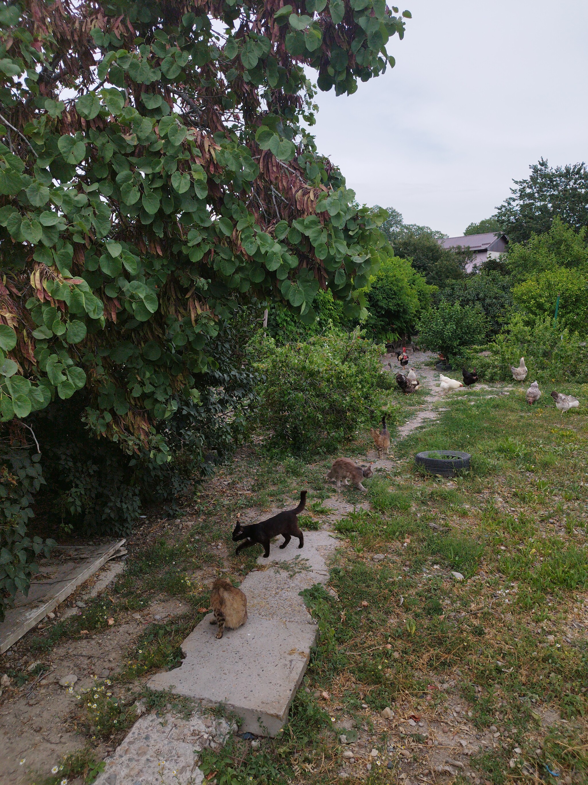 Mouse sandwiches and cypress lake in Sukko - My, Sukko, Cypress Lake, Anapa, Food, Recipe, Saving, Longpost