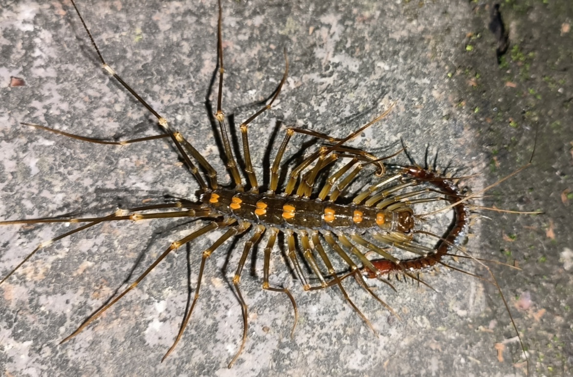 Multileggedness - Centipede, Scolopendra, Flycatcher, Millipodaphobia, Arthropods, Humor, Mat