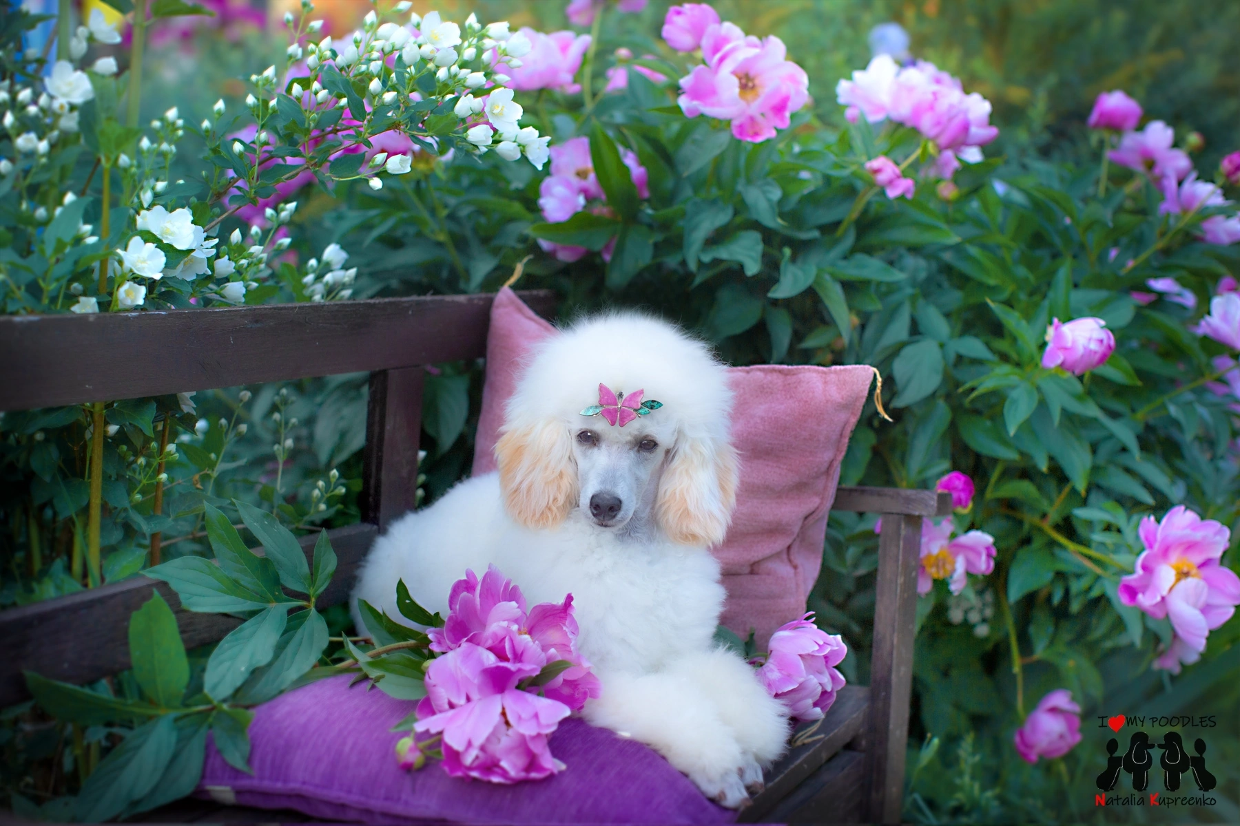 Summer poodle part 1 - My, Poodle, Dog, Flowers, Milota, Pets, The photo