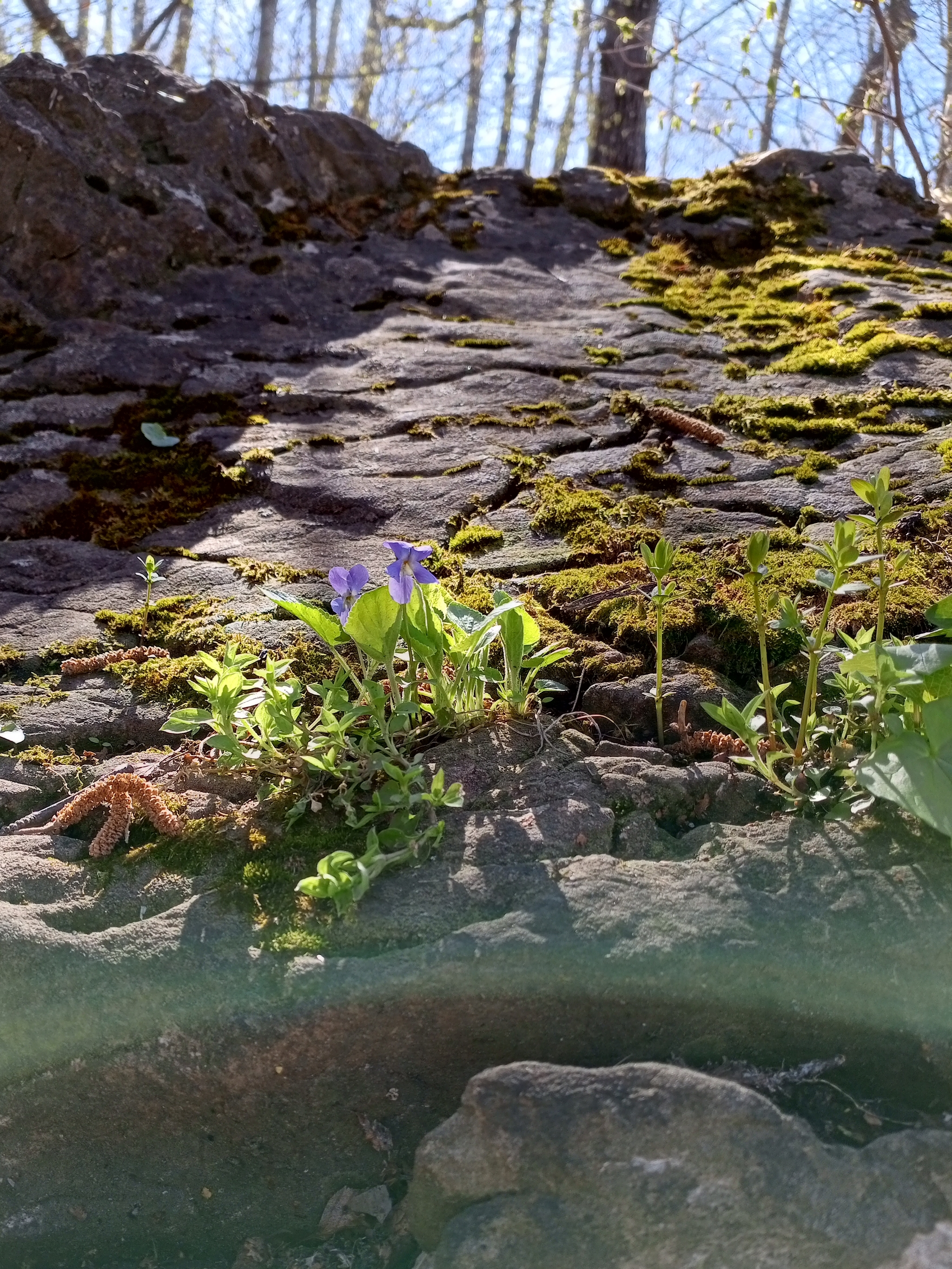 Pansies in the sun - My, Pansies, Moss, A rock, The mountains, Sun rays, Lighting, Nature, The nature of Russia, The photo, Mobile photography