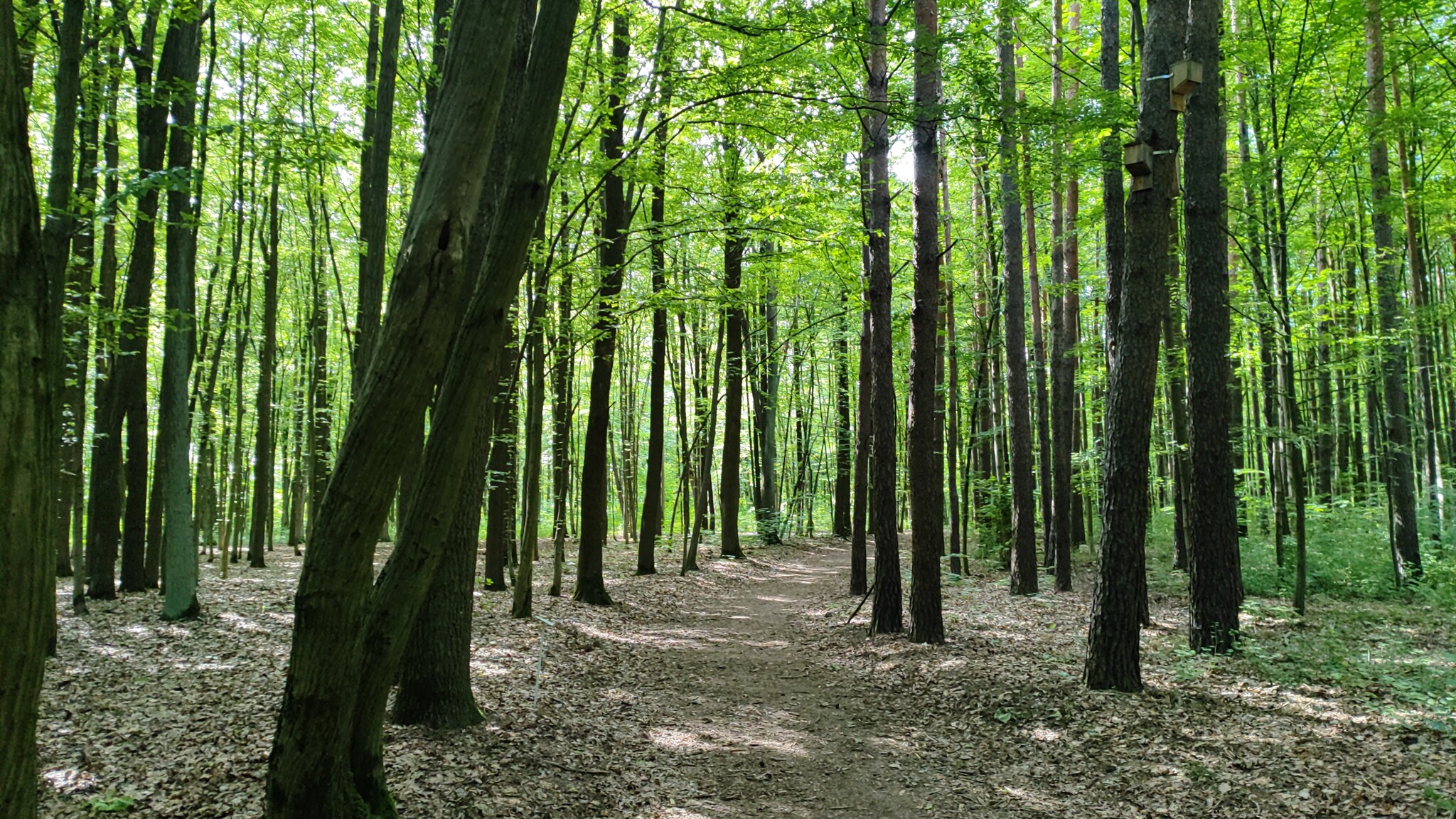 Botanical garden in Minsk - Minsk, Republic of Belarus, Botanical Garden, Tourism, Longpost