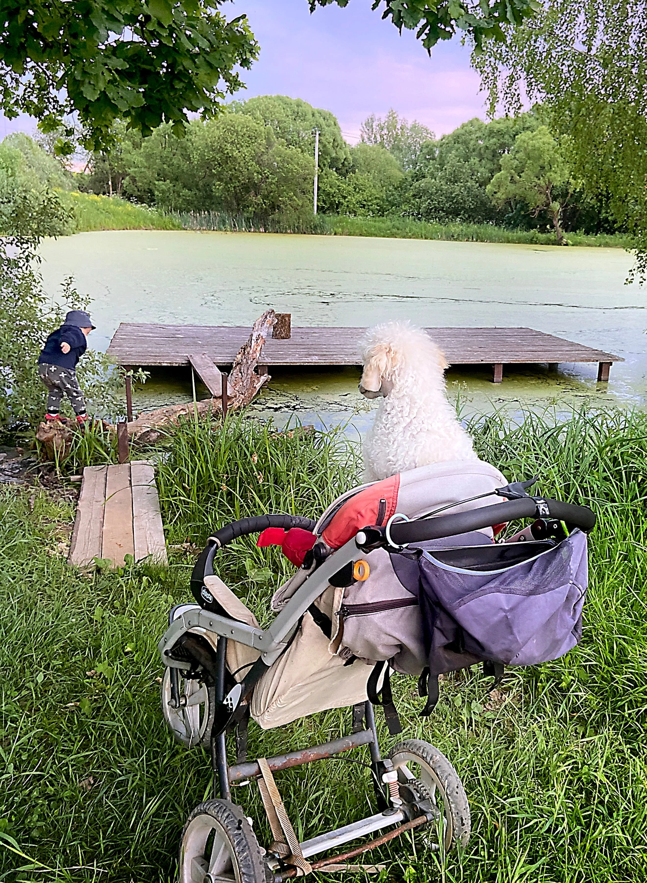 THE POODLE WHO PREDICTS THE FUTURE! - My, Poodle, Puppies, Children, Longpost, Dog