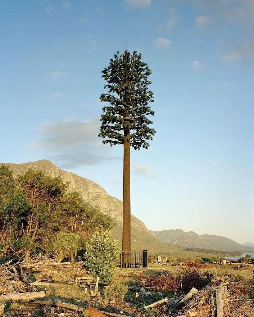 Disguising cell towers - Garden, Plants, Tree, cellular, Cell tower, Landscape design, Electromagnetic radiation, Radiation, Disguise, Technologies, Technics, Connection, Longpost