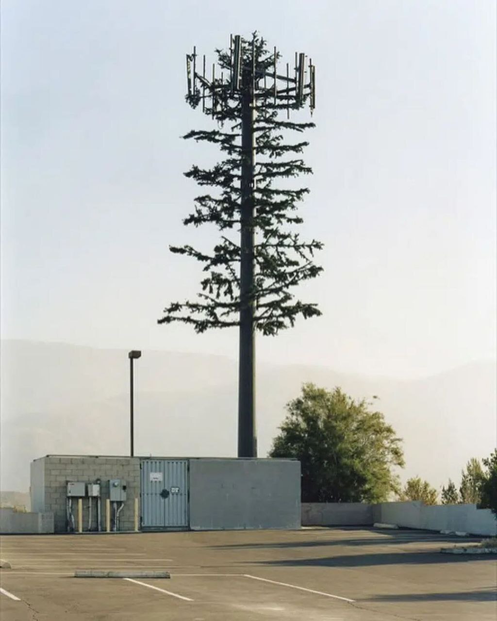 Disguising cell towers - Garden, Plants, Tree, cellular, Cell tower, Landscape design, Electromagnetic radiation, Radiation, Disguise, Technologies, Technics, Connection, Longpost