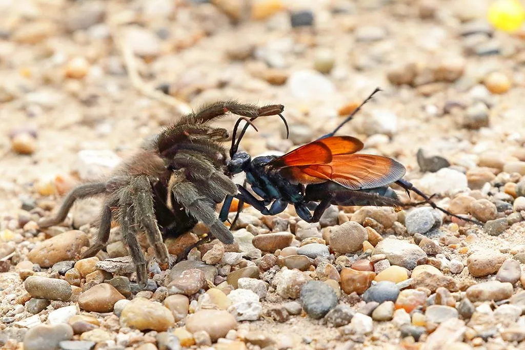 The giant wasp from the game Fallout in real life - My, Animals, Biology, Nature, Around the world, In the animal world, Insects, Wasp, The photo, GIF, Longpost