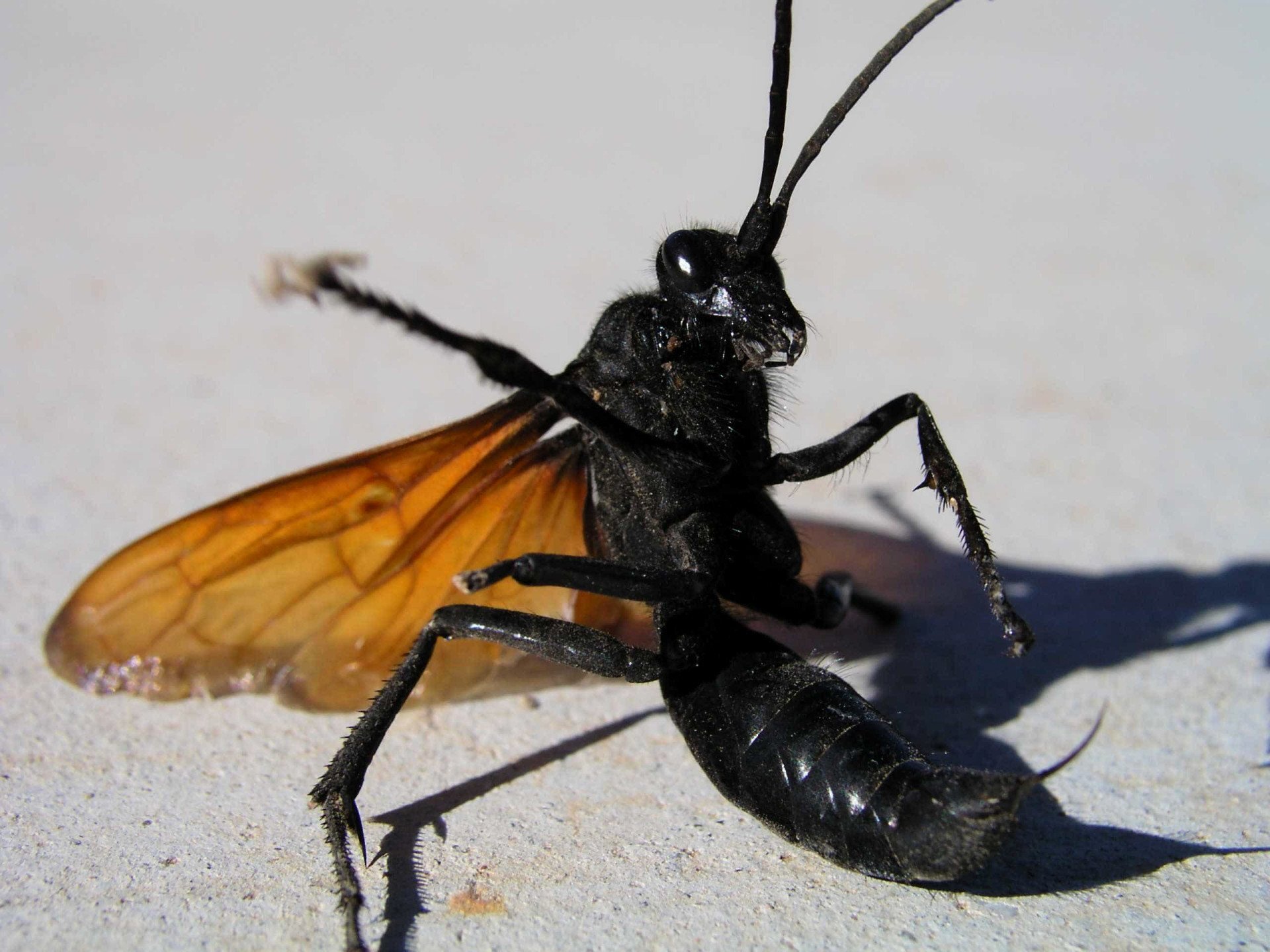 The giant wasp from the game Fallout in real life - My, Animals, Biology, Nature, Around the world, In the animal world, Insects, Wasp, The photo, GIF, Longpost