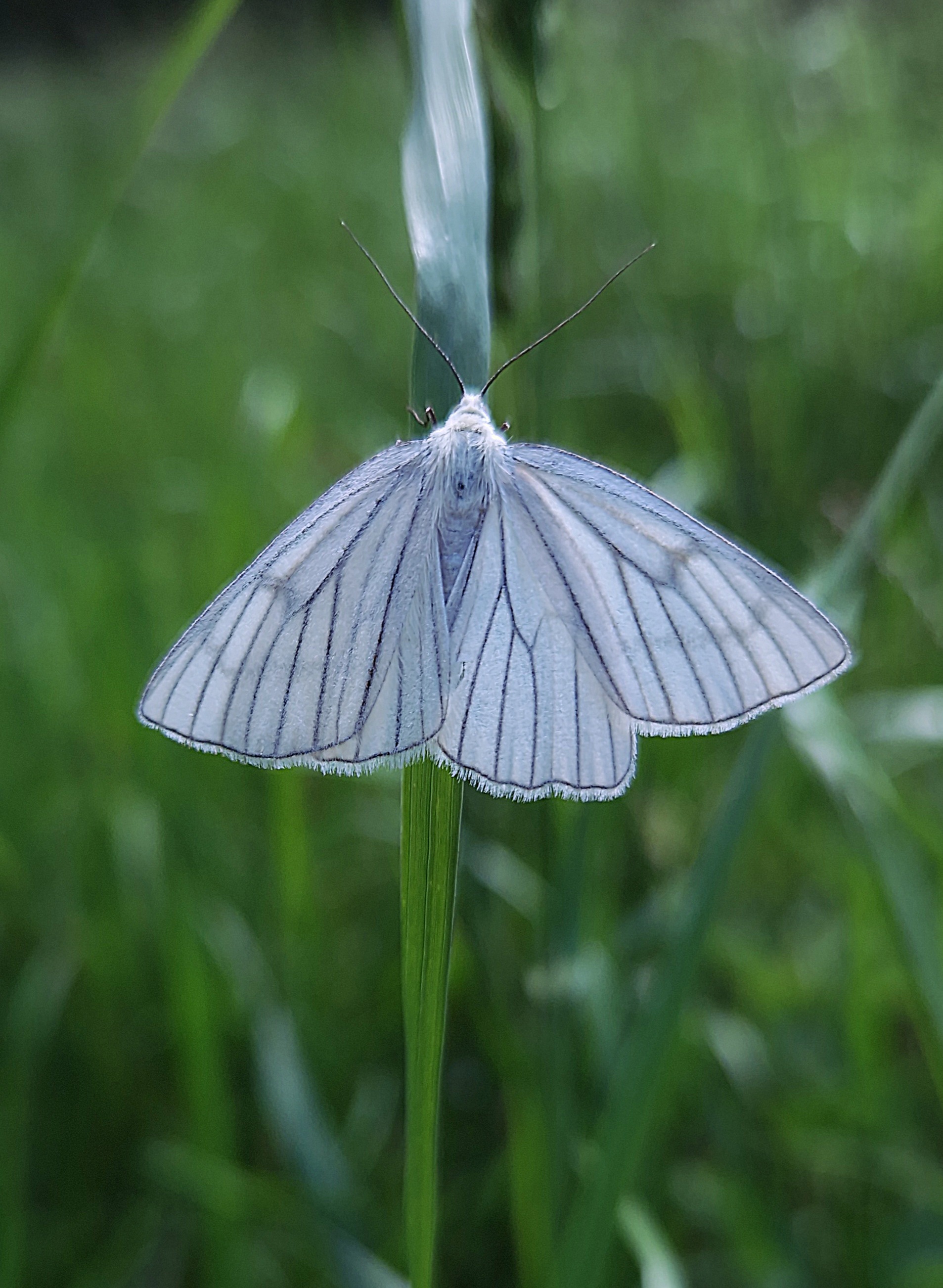 Family weekend in nature - My, Drive, Family holiday, Weekend, Together, Czech, The mountains, Pokatushki, Landscape, Butterfly, Camping, Video, Vertical video, Longpost, Macro photography, Open spaces