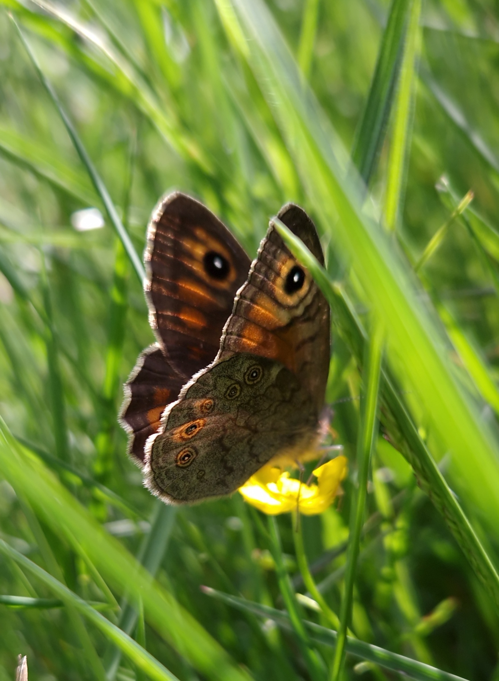 Family weekend in nature - My, Drive, Family holiday, Weekend, Together, Czech, The mountains, Pokatushki, Landscape, Butterfly, Camping, Video, Vertical video, Longpost, Macro photography, Open spaces