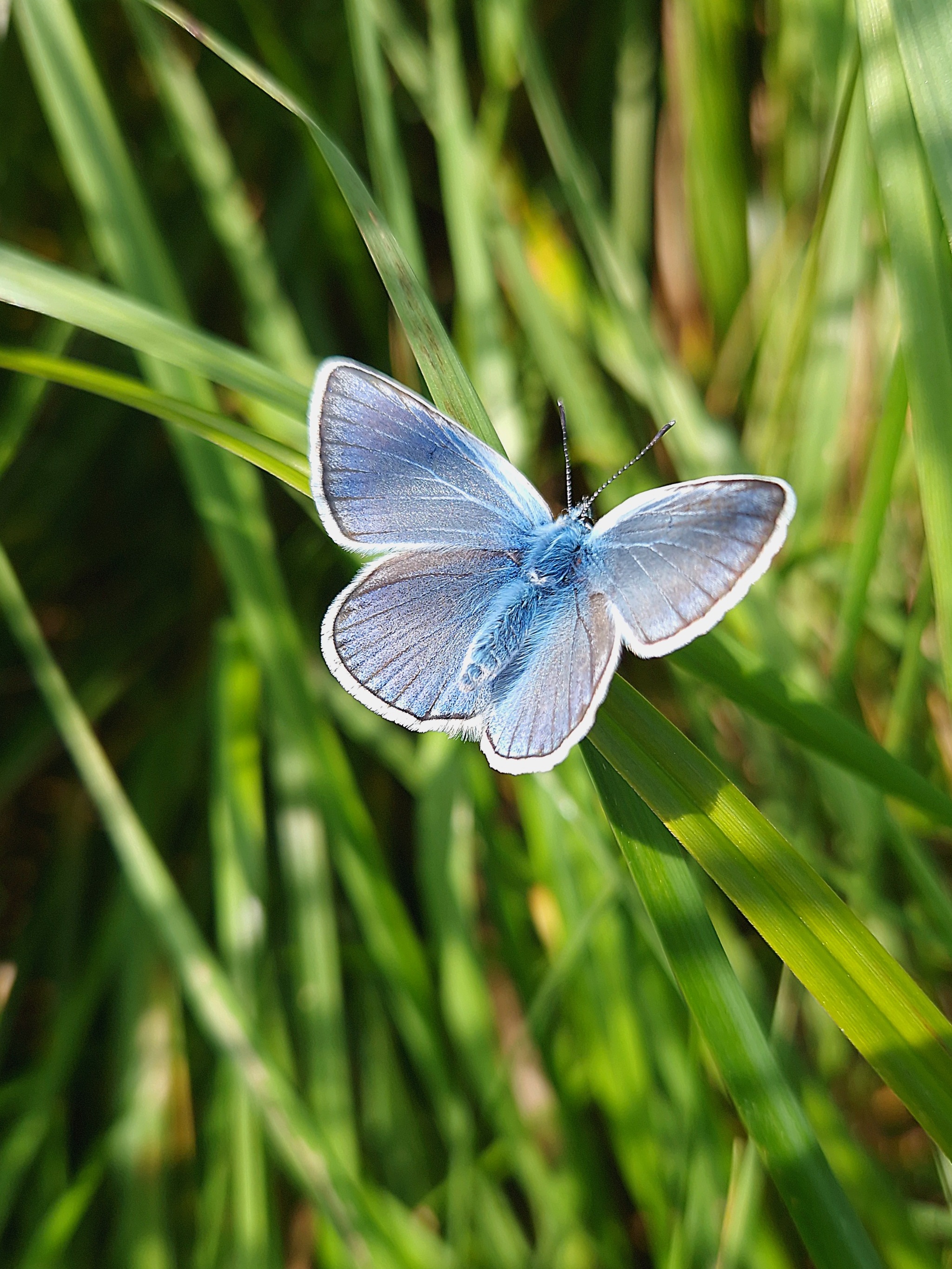 Family weekend in nature - My, Drive, Family holiday, Weekend, Together, Czech, The mountains, Pokatushki, Landscape, Butterfly, Camping, Video, Vertical video, Longpost, Macro photography, Open spaces