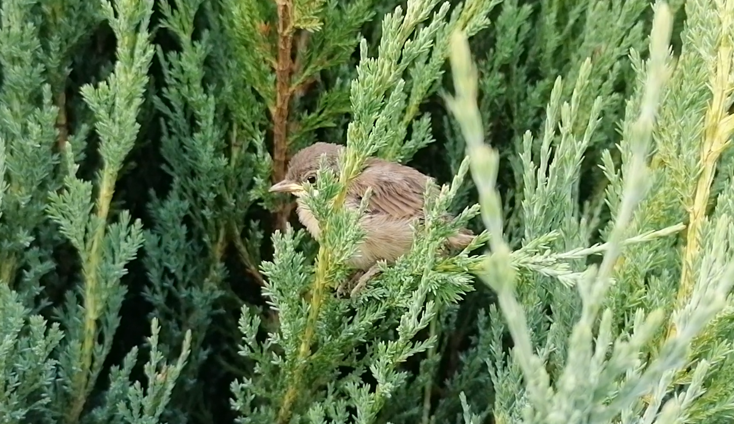 Help identify the chick - My, The photo, Birds, Help, In the animal world, Moscow region, Ornithology League, Question, Ask Peekaboo