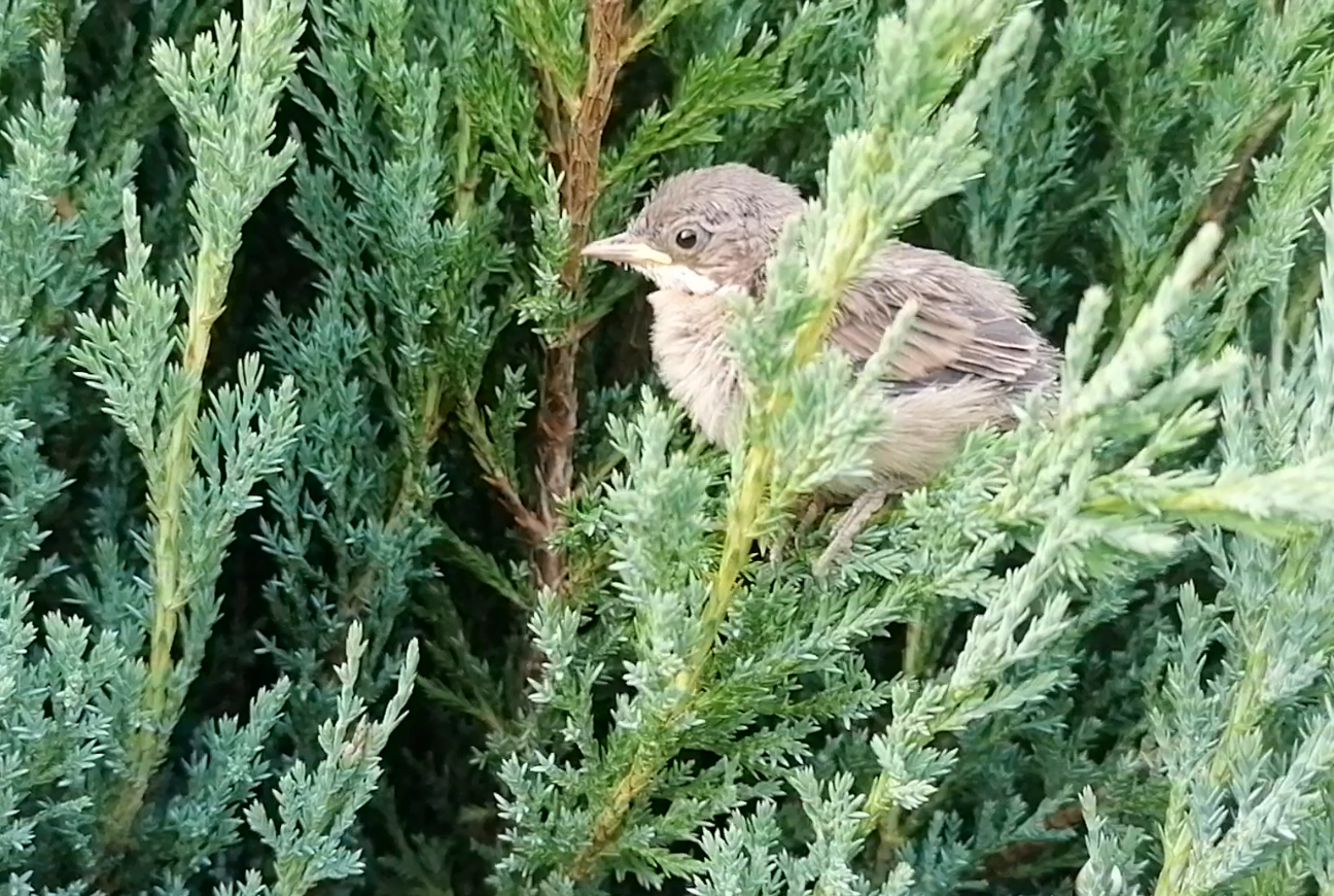 Help identify the chick - My, The photo, Birds, Help, In the animal world, Moscow region, Ornithology League, Question, Ask Peekaboo