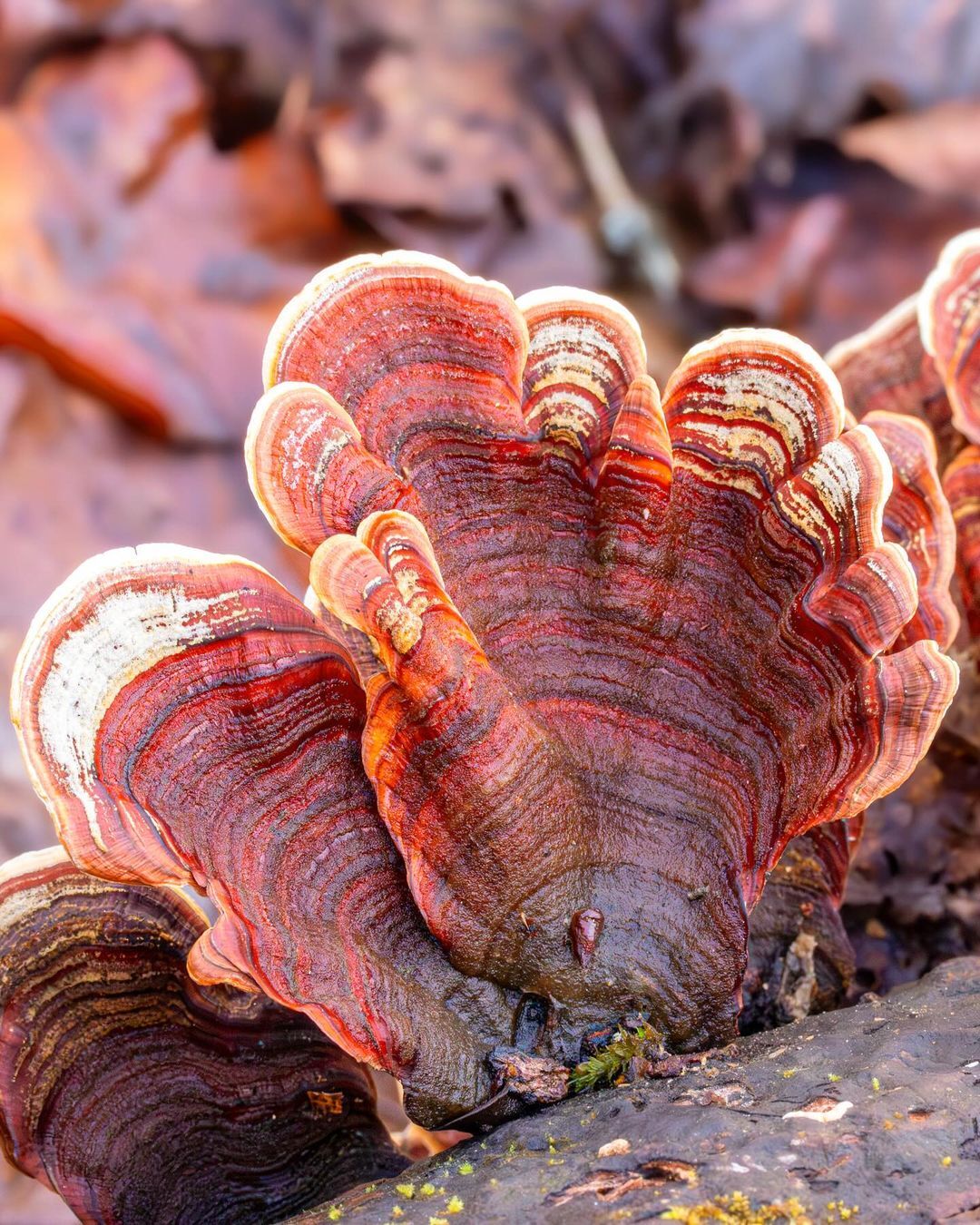 False turkey tail - Mushrooms, Mycology, wildlife, The park, North America, The photo, Longpost