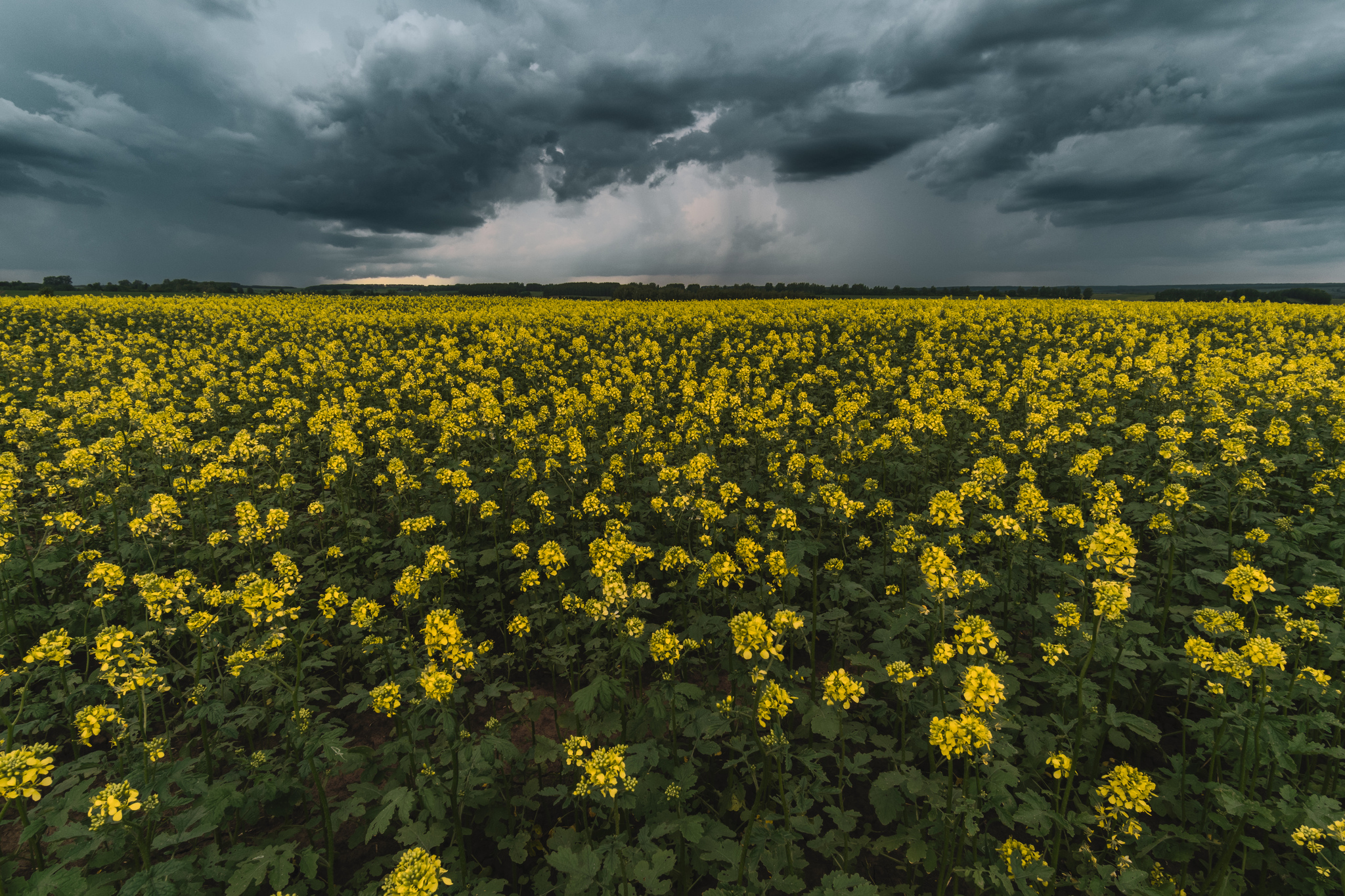 Rapeseed field against the backdrop of thunderclouds - My, Landscape, Thunderstorm, rapeseed field, Sky, Chuvashia