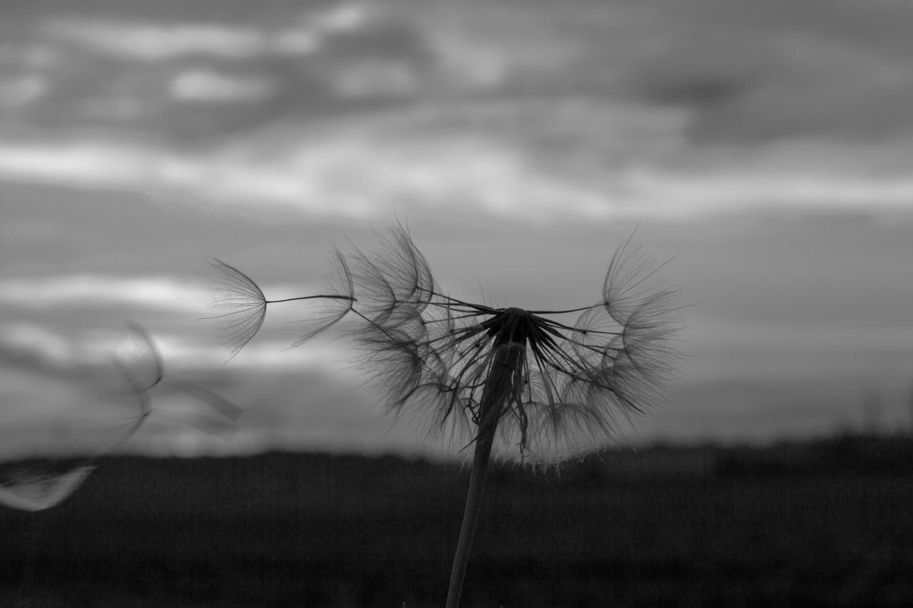 Summer wind) - My, Flowers, The photo, Black and white, Dandelion, Longpost