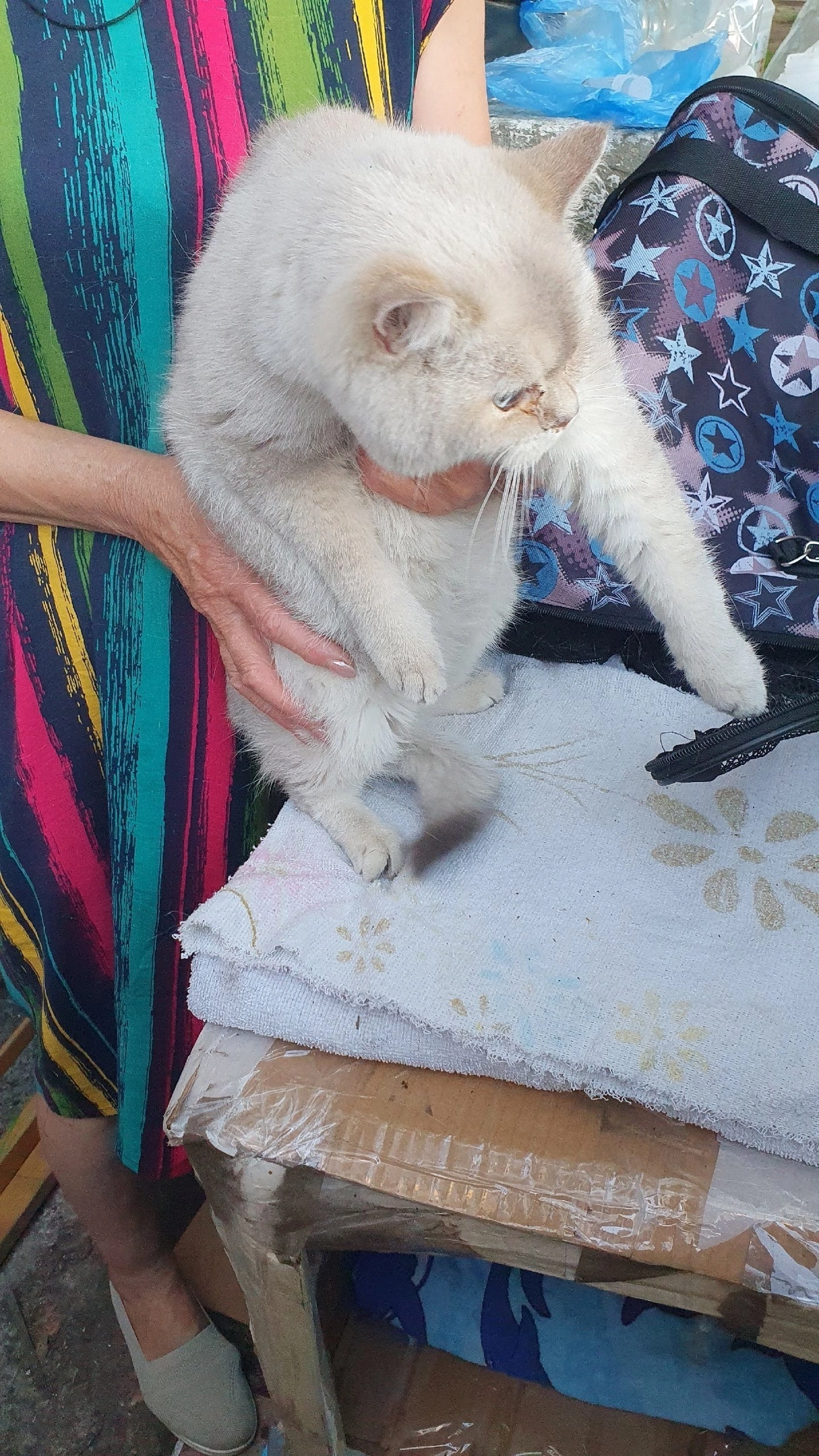 A purebred cat lived on the street. Took for treatment - My, cat, No rating, Animal Rescue, Homeless animals, Shelter, Animal shelter, Overexposure, Volunteering, Charity, Kindness, Cat lovers, Fluffy, Telegram (link), Longpost
