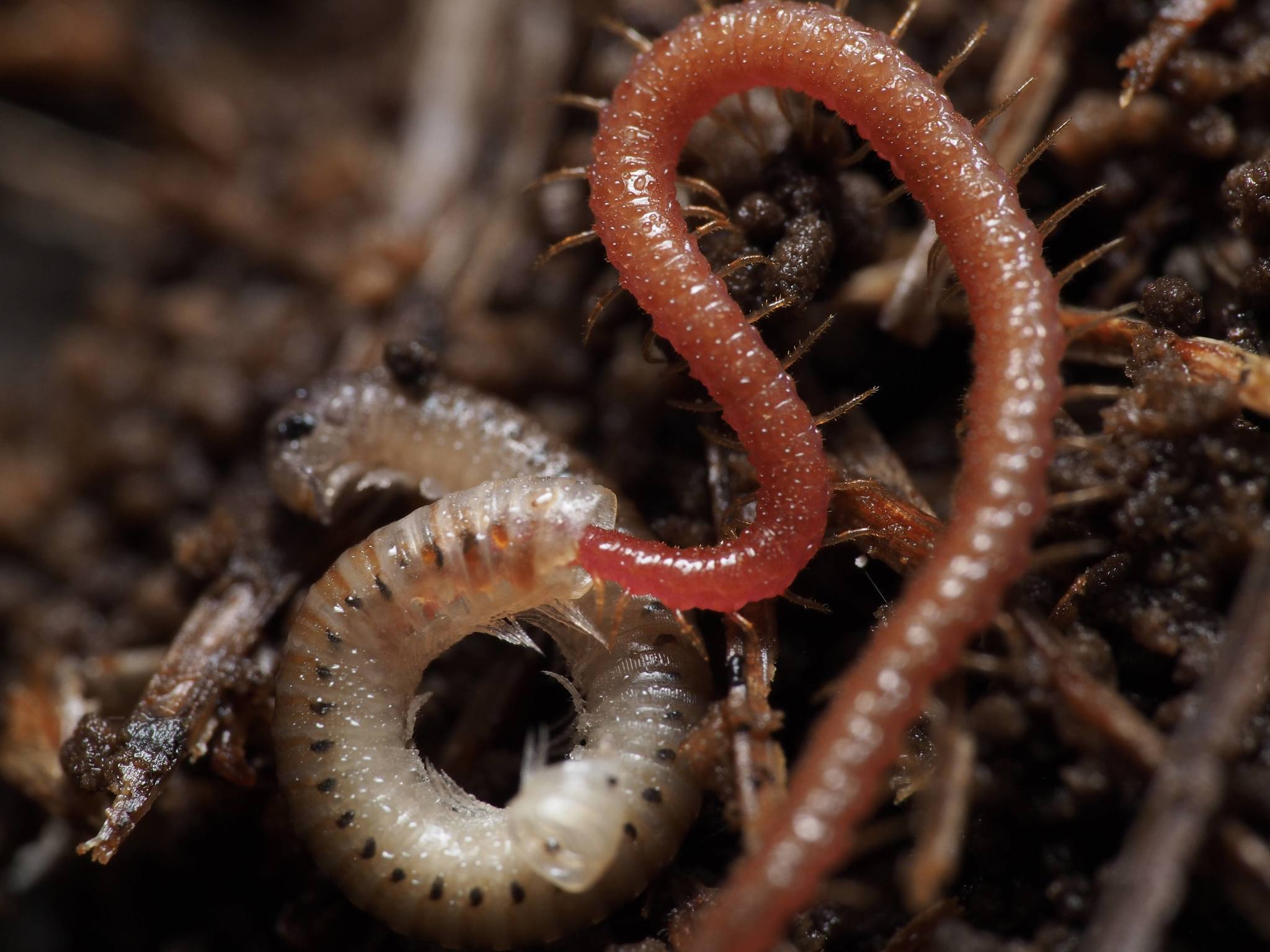 MN0G0N0GNM # 4987 - Centipede, Nutrition, Arthropods