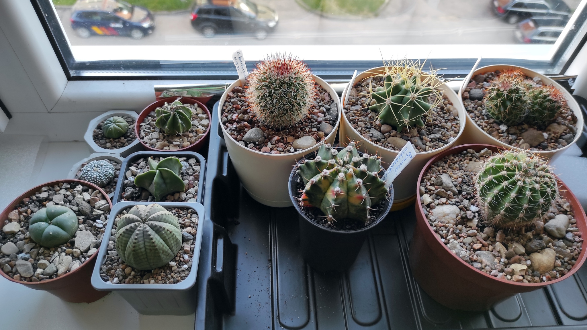 Small collection - My, Cactus, Collection, The photo