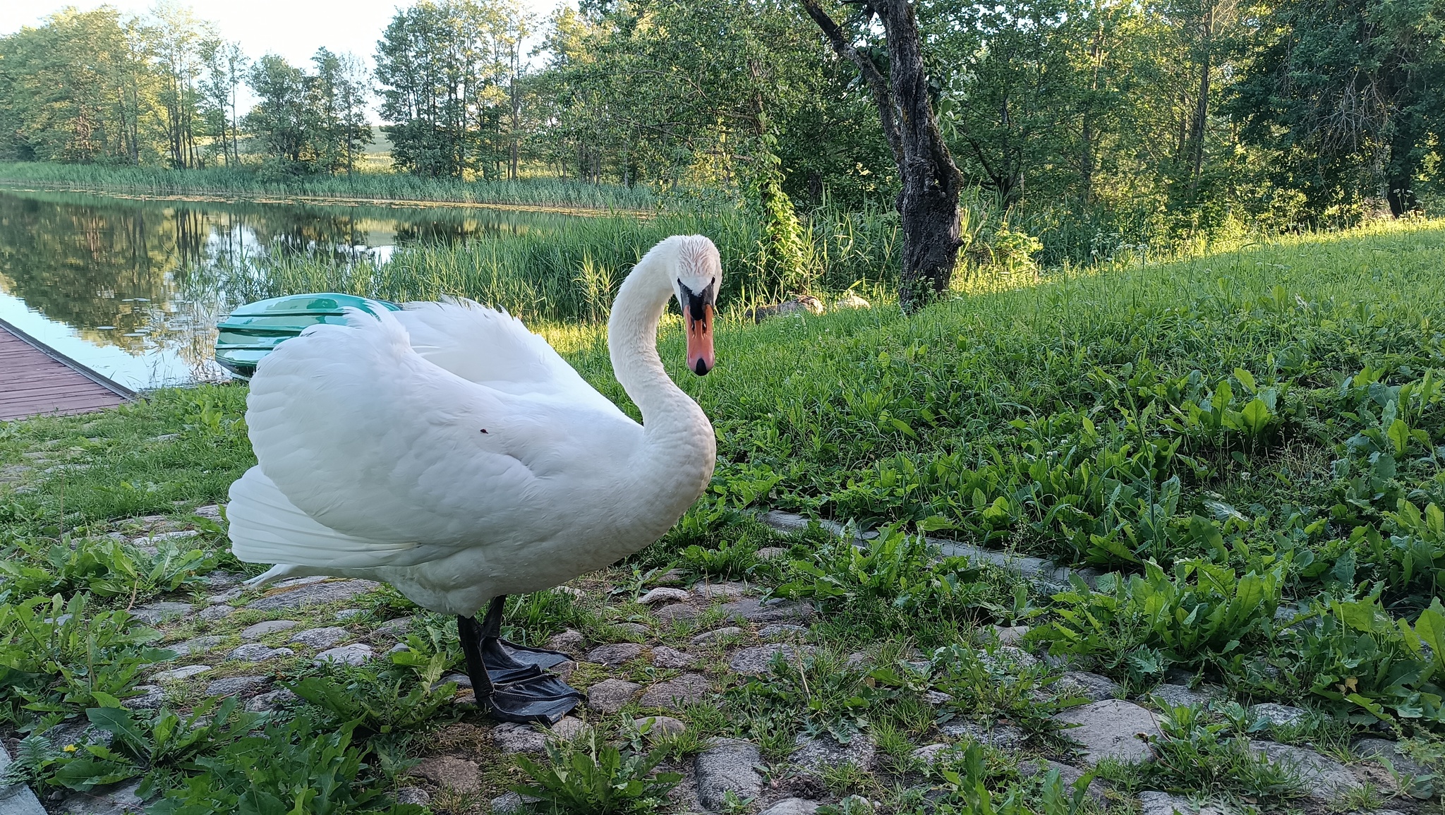 Belarus. Lake. Clouds - My, Republic of Belarus, Summer, Lake, Swans, Strawberry, Seashells, Clouds, Reflection, Longpost